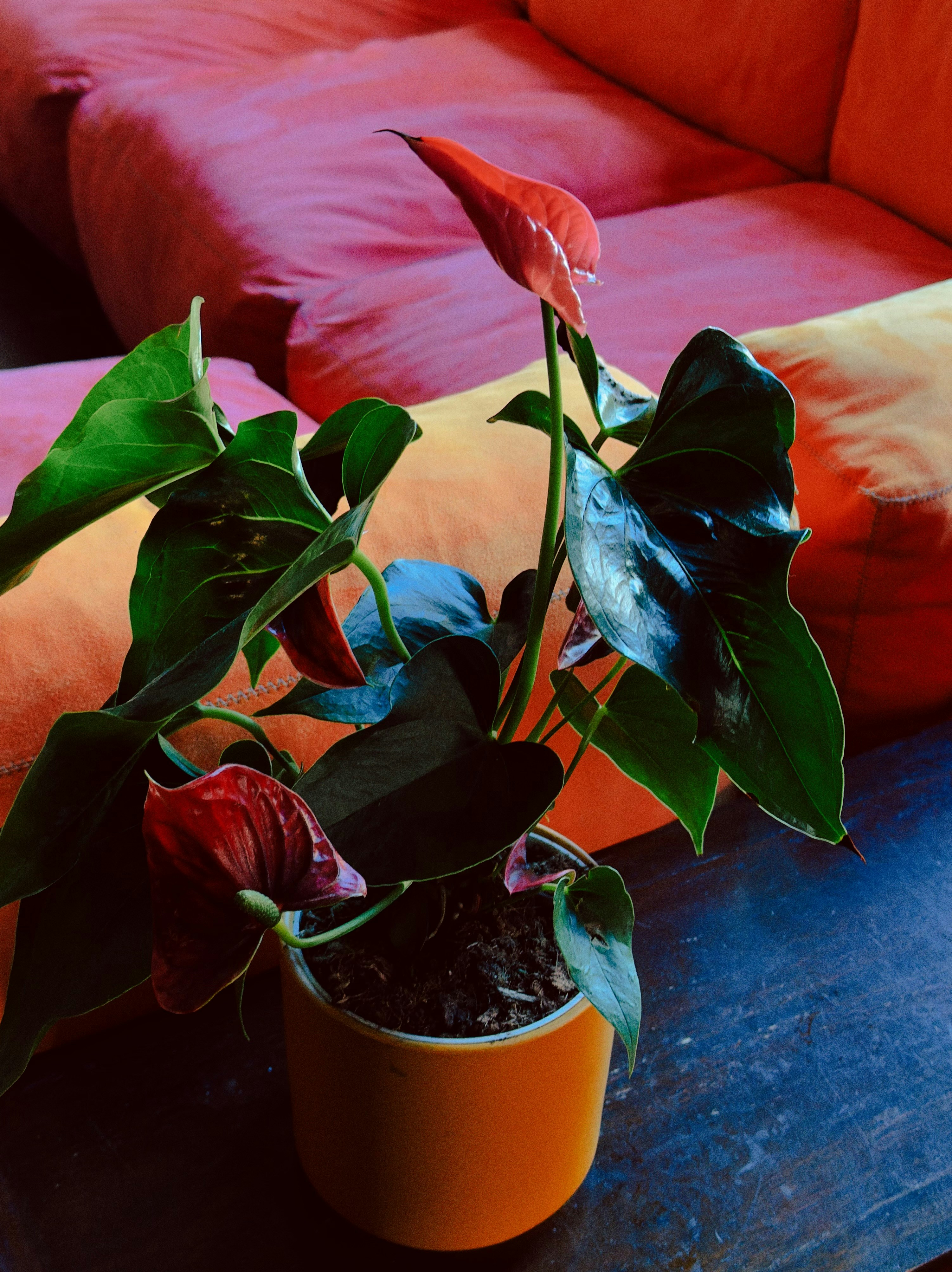 Anturio vermelho em vaso dentro de casa, com folhas verdes brilhantes e decoracao neutra ao redor