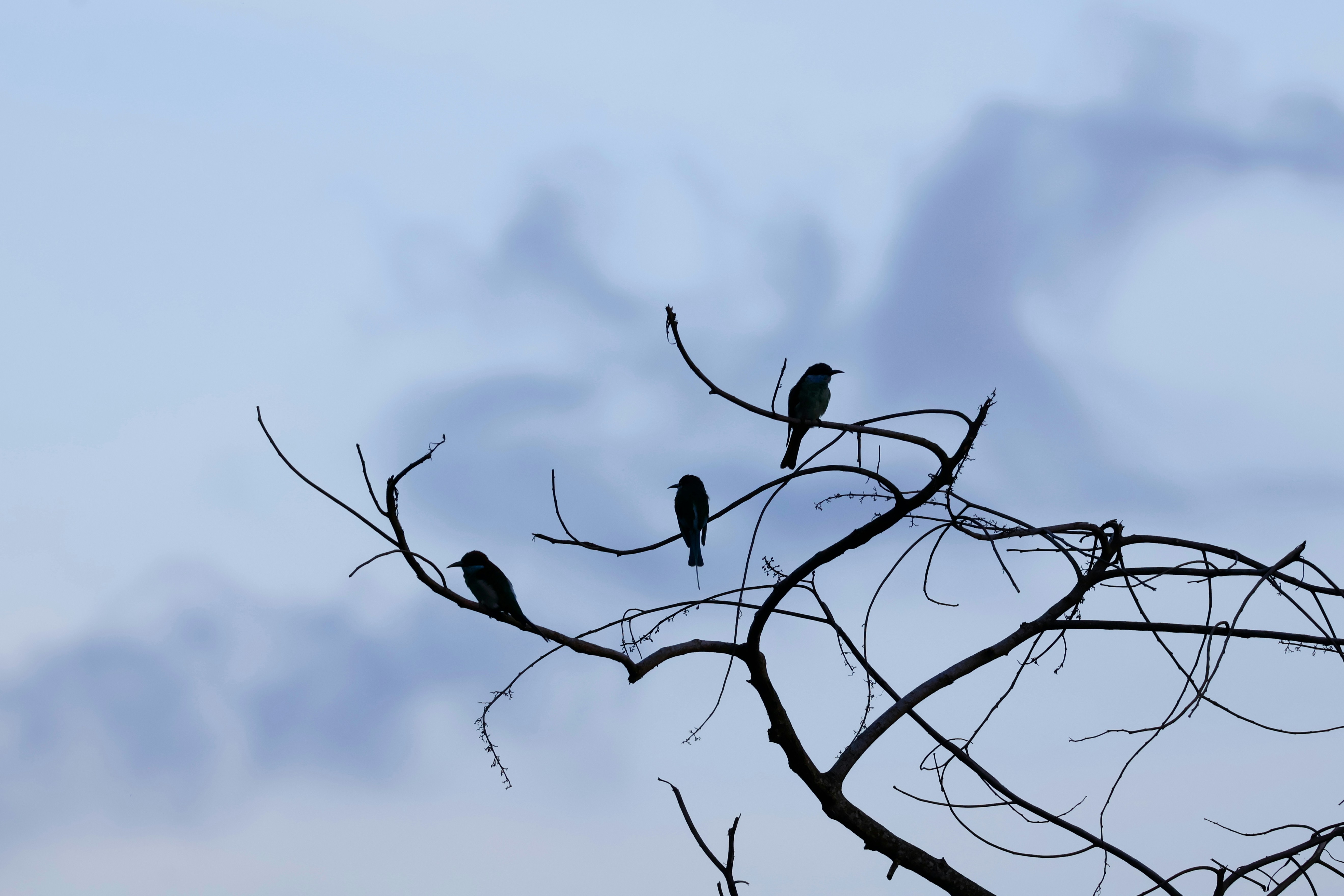 The blue-throated bee-eater (Merops viridis).