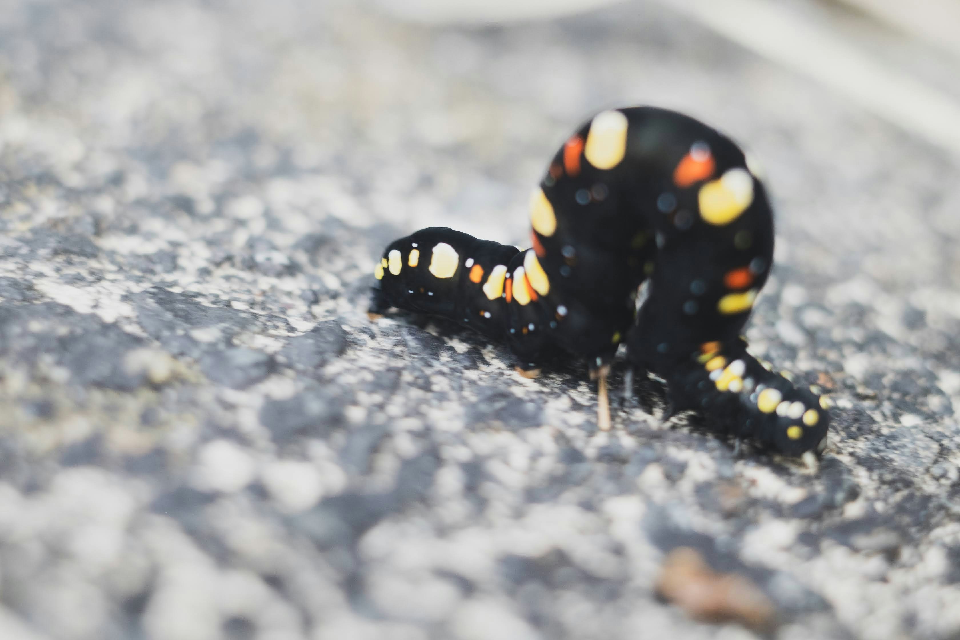 A black caterpillar with yellow and orange spots crawls.