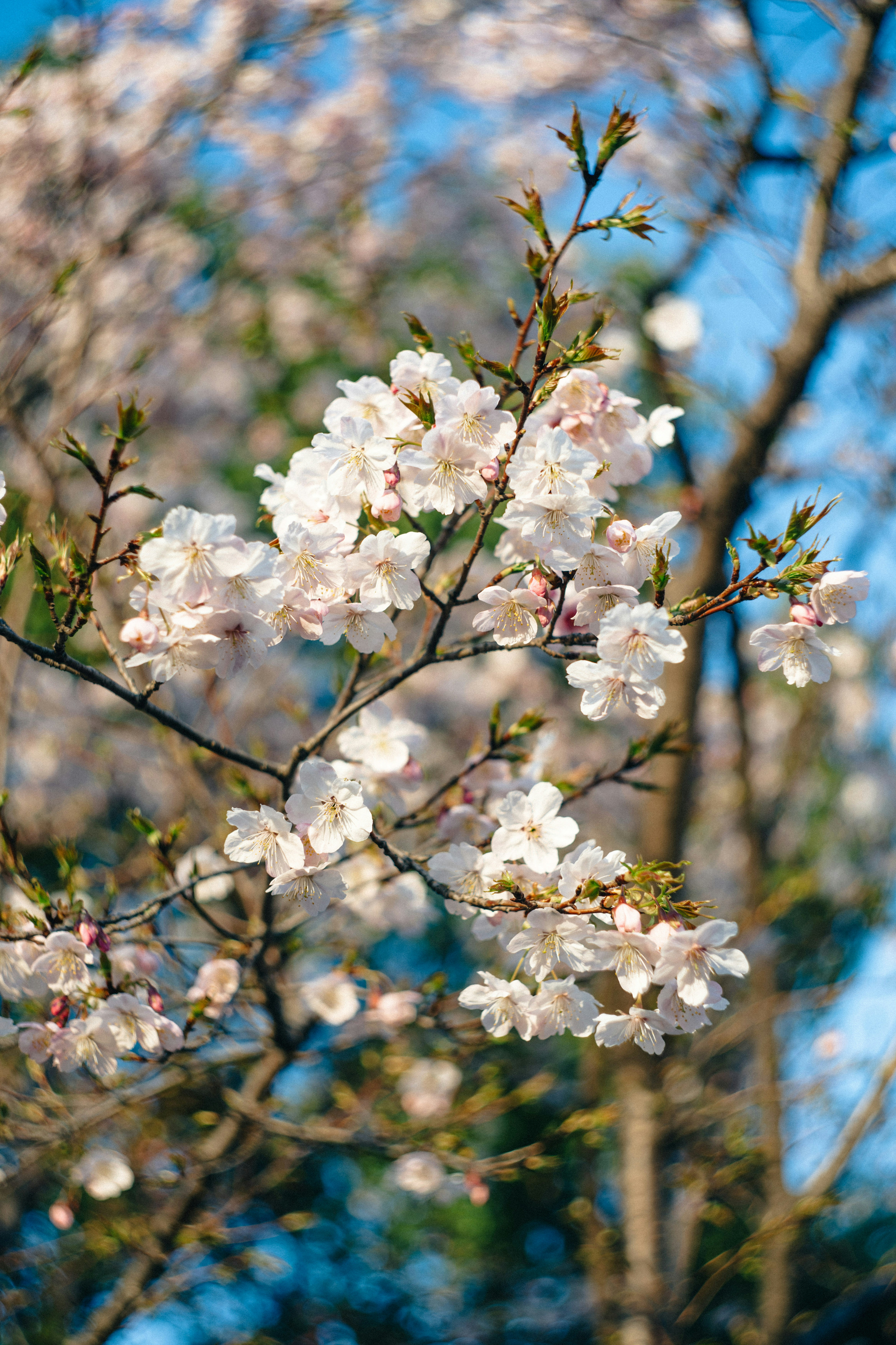 Zarte weiße Kirschblüten blühen an einem Ast.