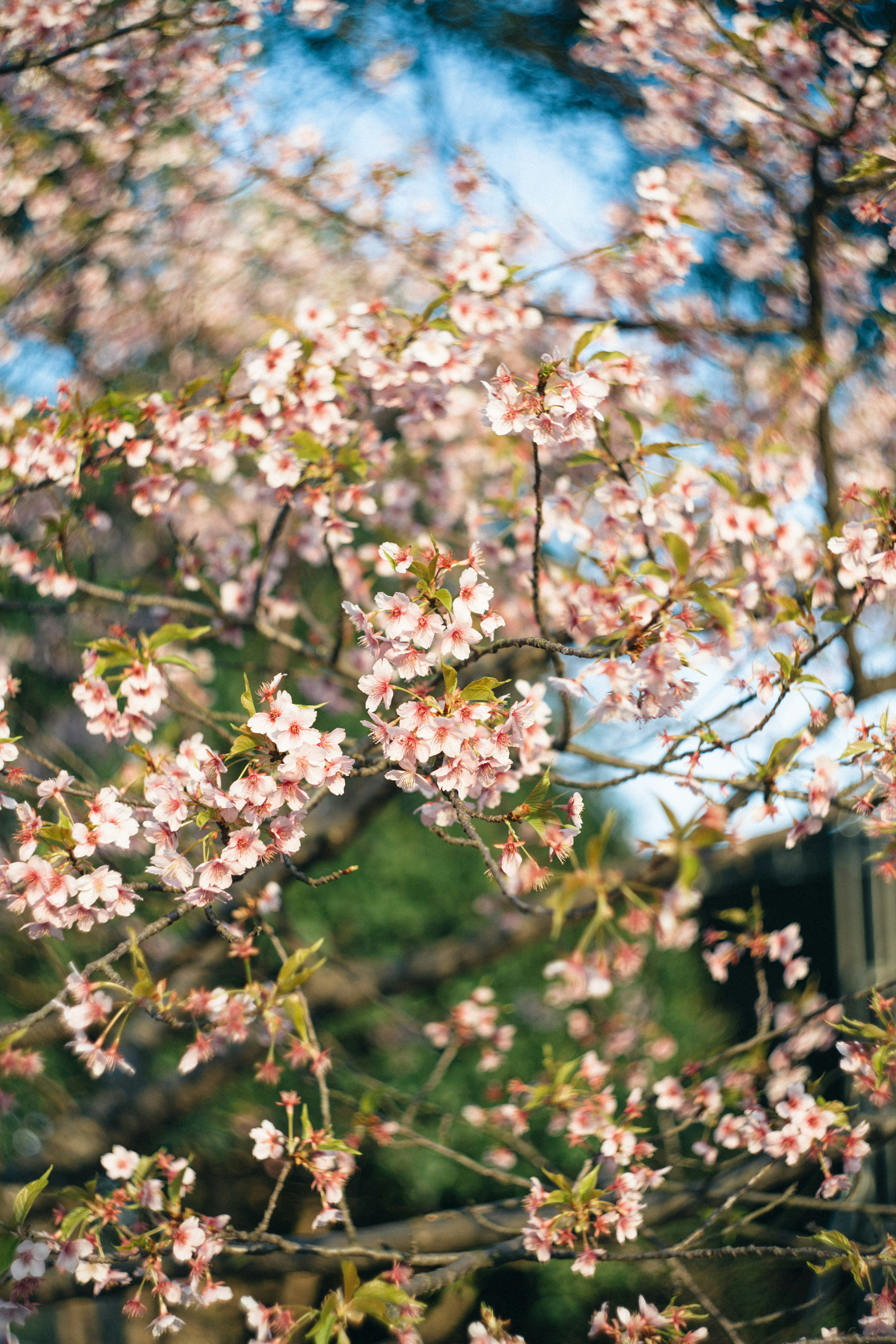 Rosa Kirschblüten blühen auf einem Ast.