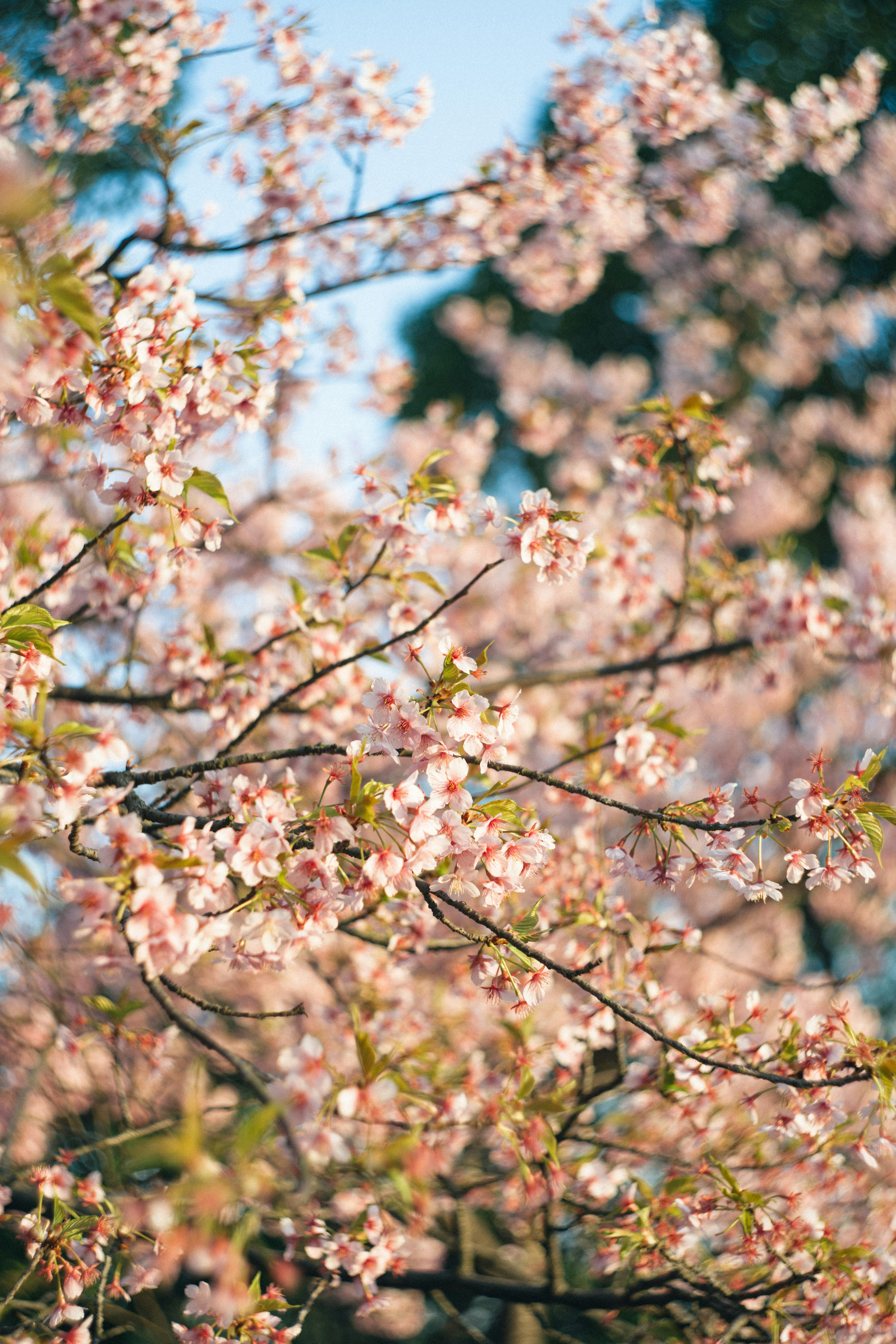 Rosa Kirschblüten blühen auf Ästen der Bäume
