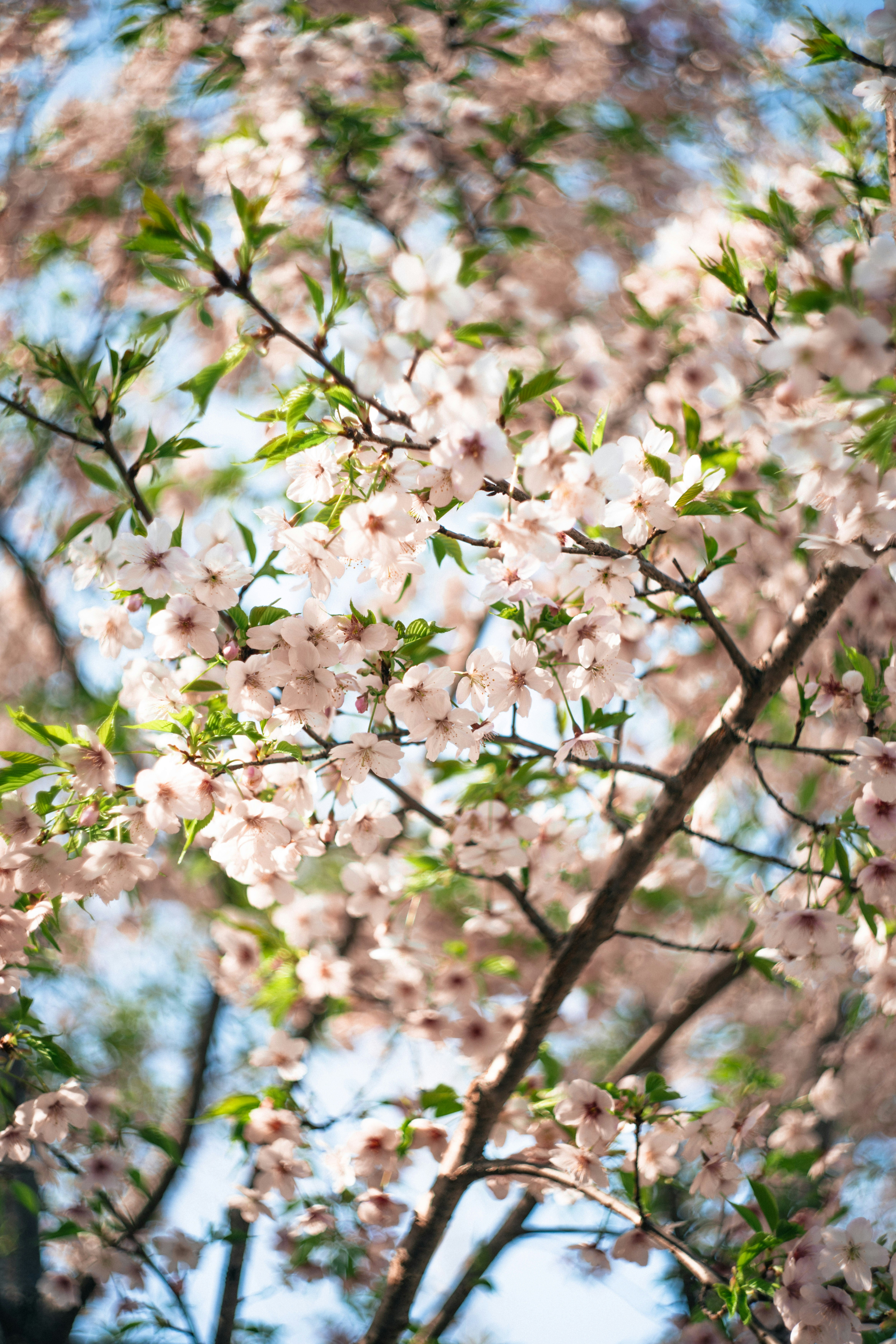 Nahaufnahme zarter rosa Kirschblüten auf einem Ast.