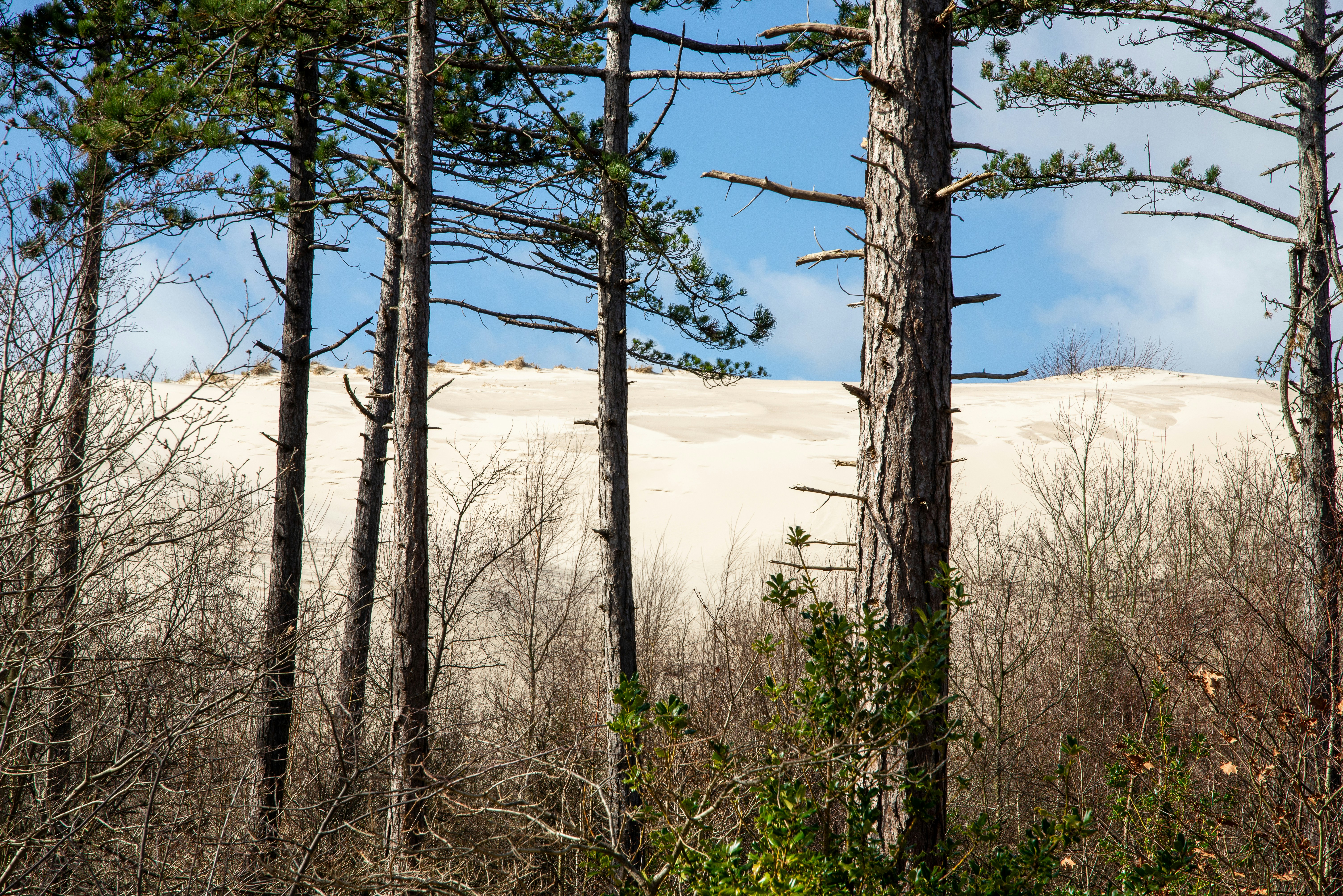 Tall pine trees in front of sand dunes