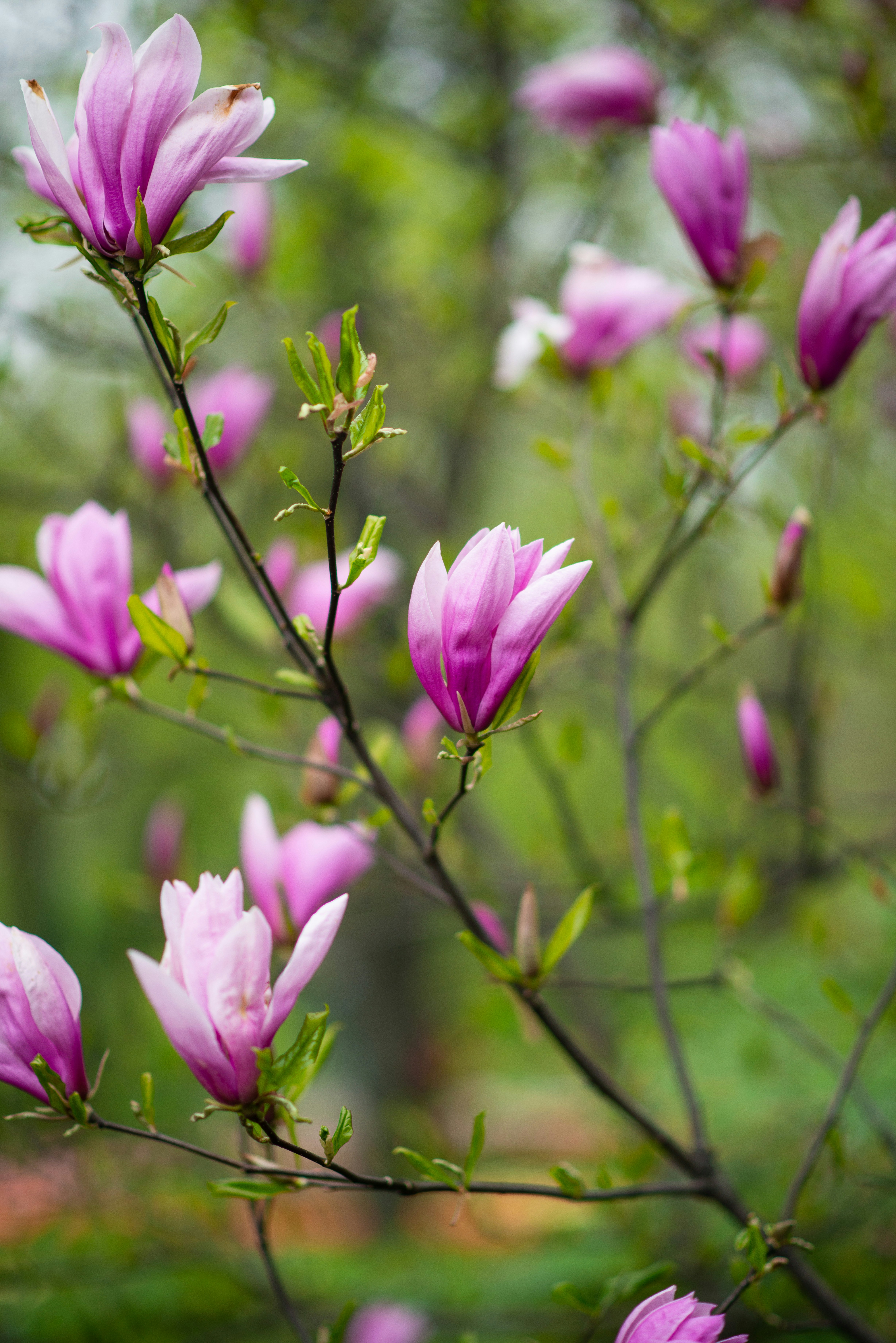 Pink magnolia blossoms on a tree branch.