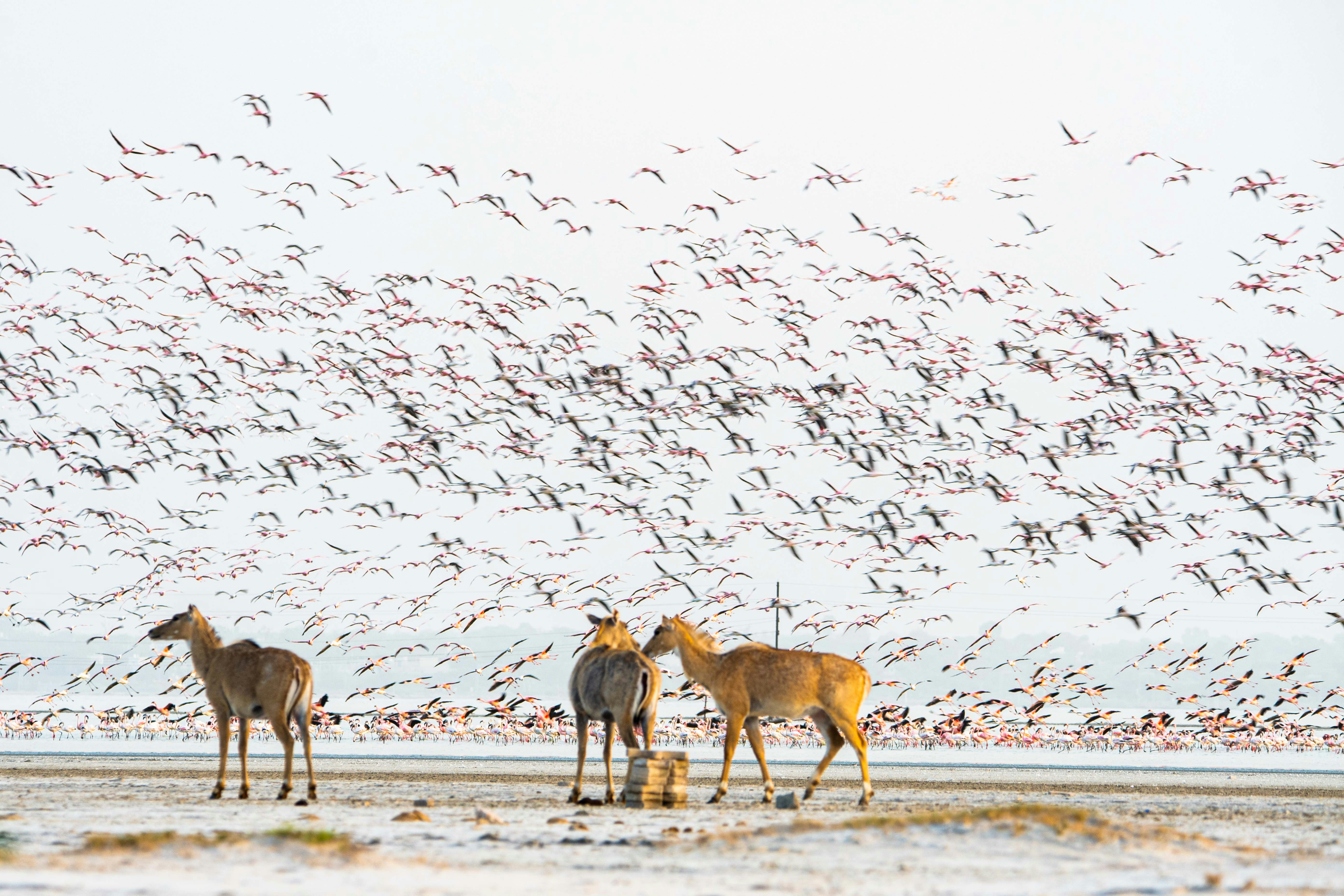 Three deer stand in snow with flock of birds above