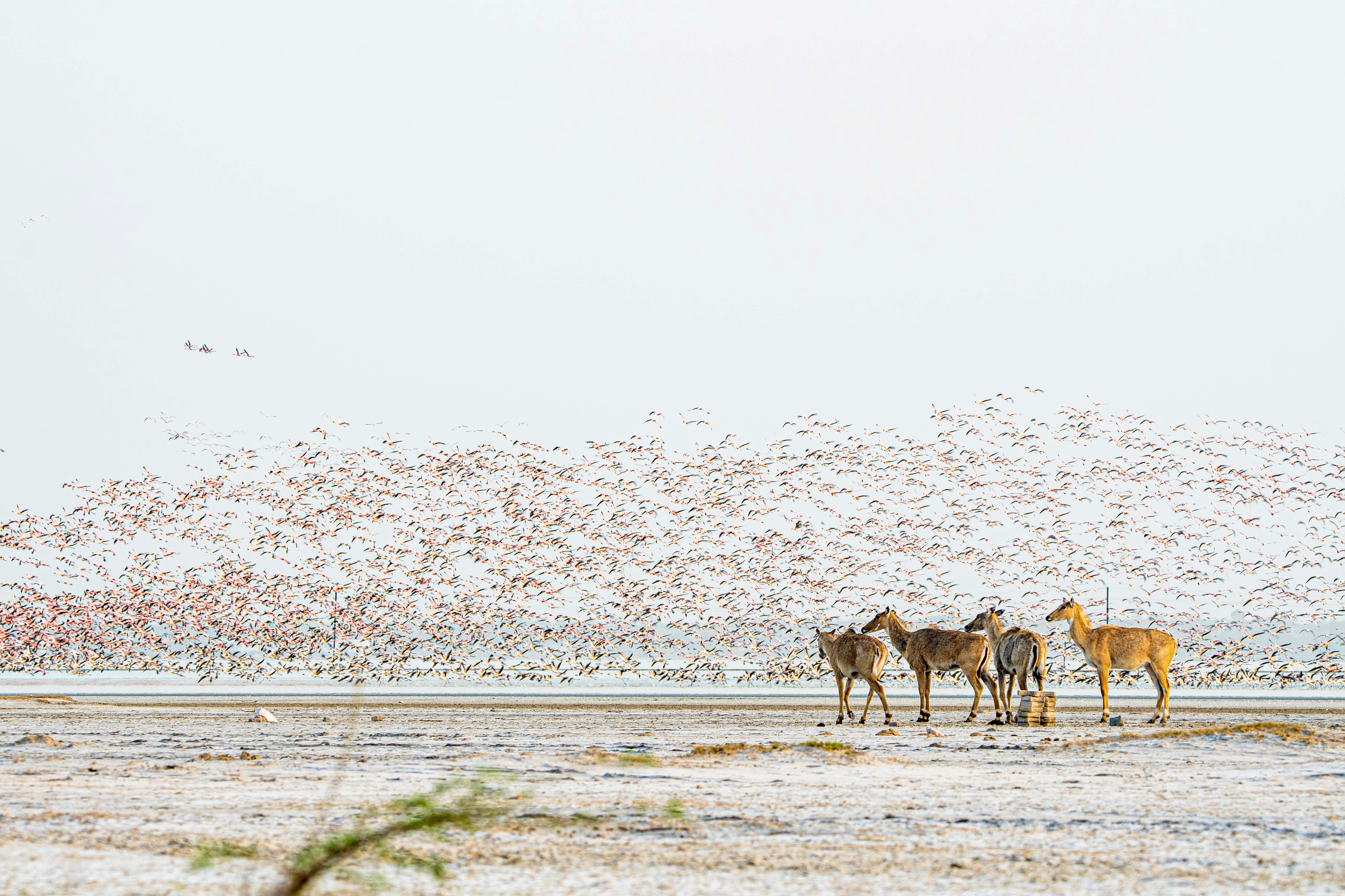 A herd of deer stands in a snowy landscape