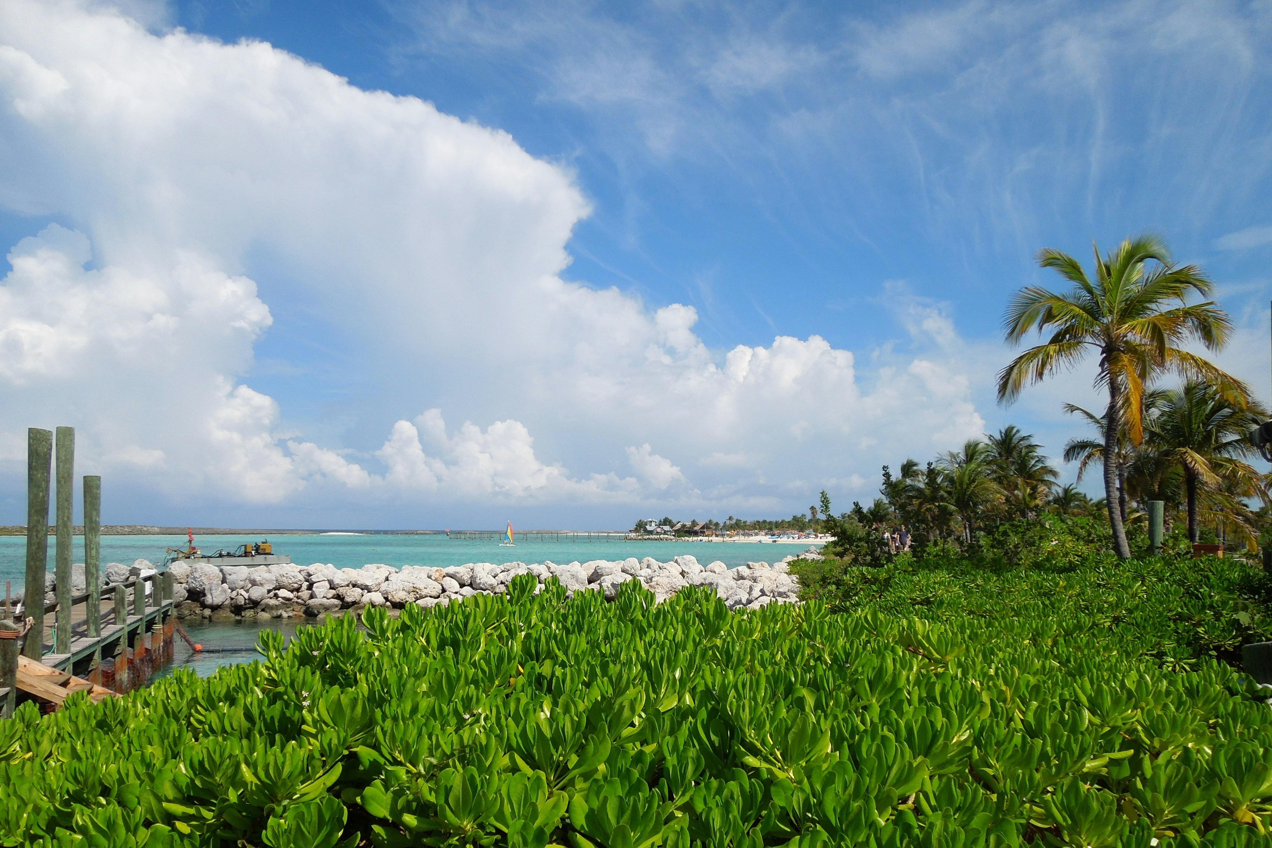 Tropical Florida palm trees against vibrant blue sky