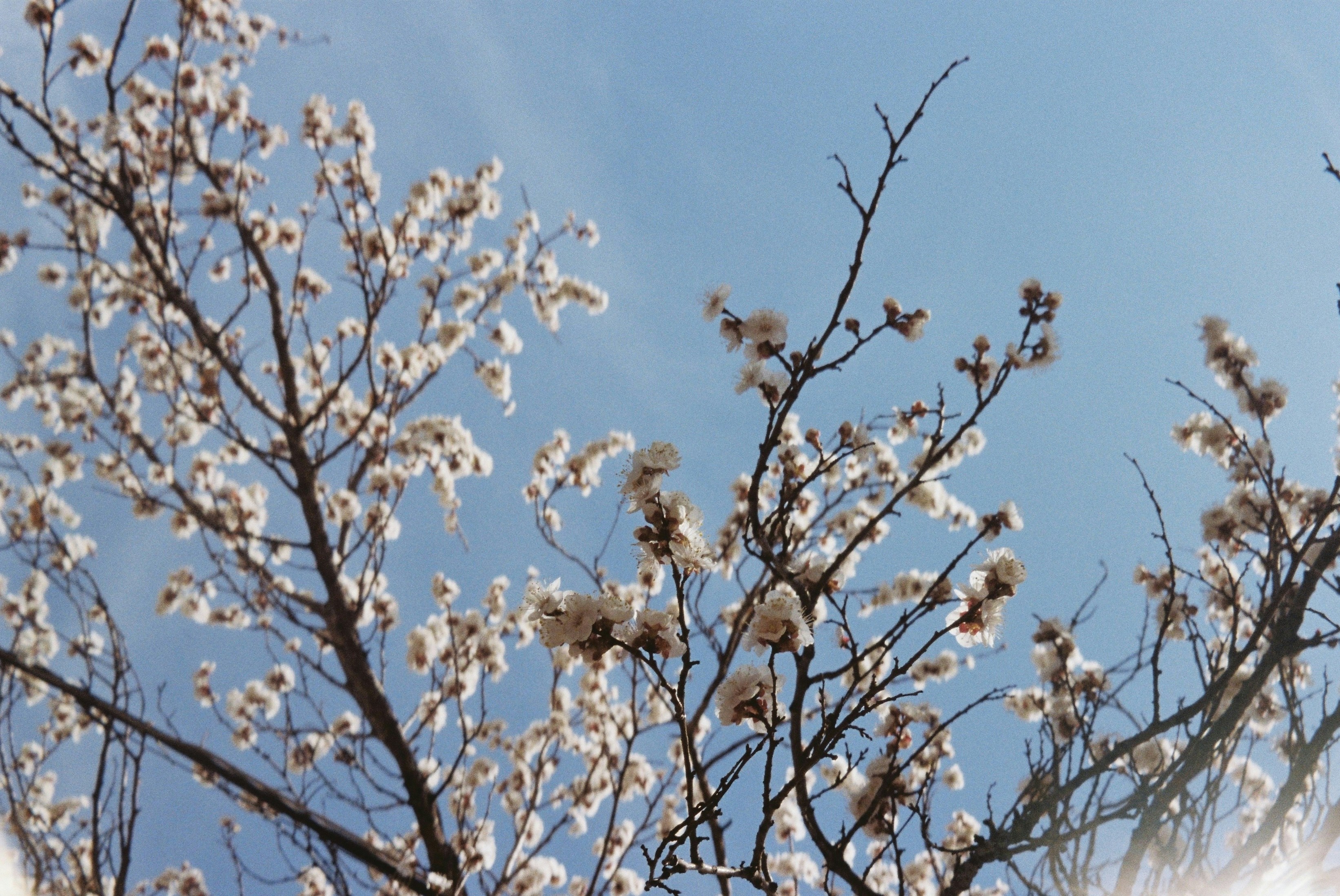 Bare branches with fluffy white seed pods against blue sky