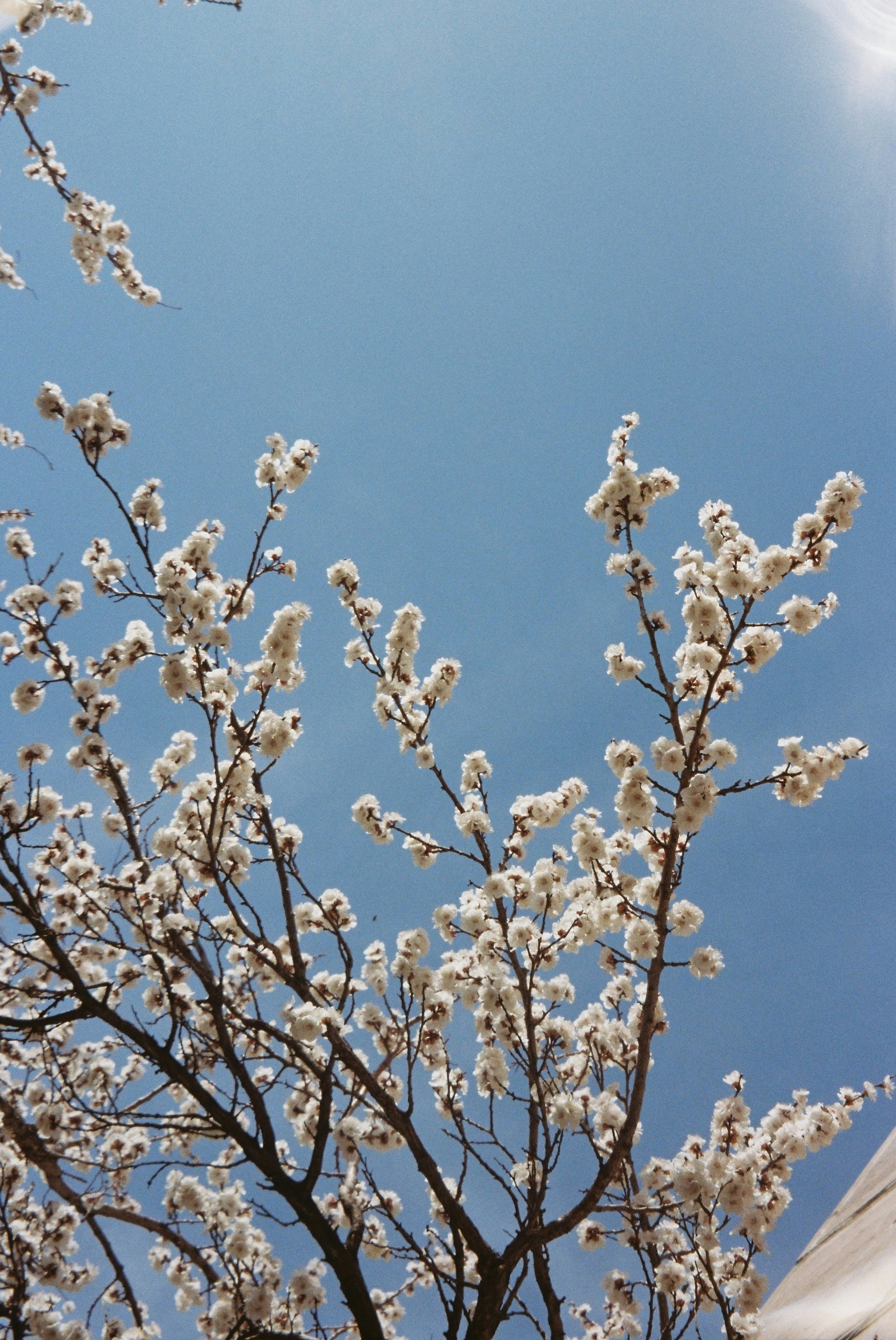 White cherry blossoms against a clear blue sky