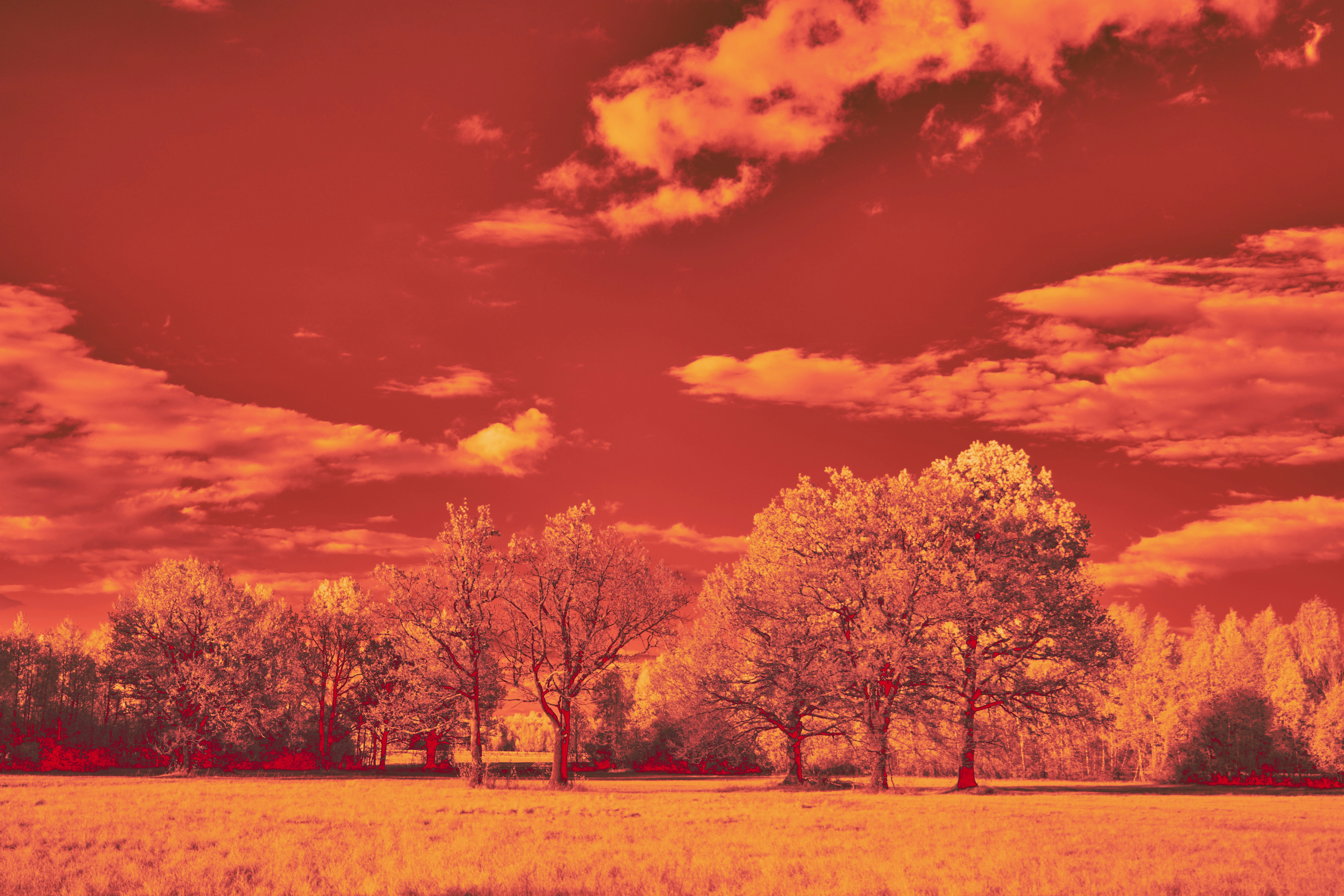 Photo by wolfgang_hasselmann