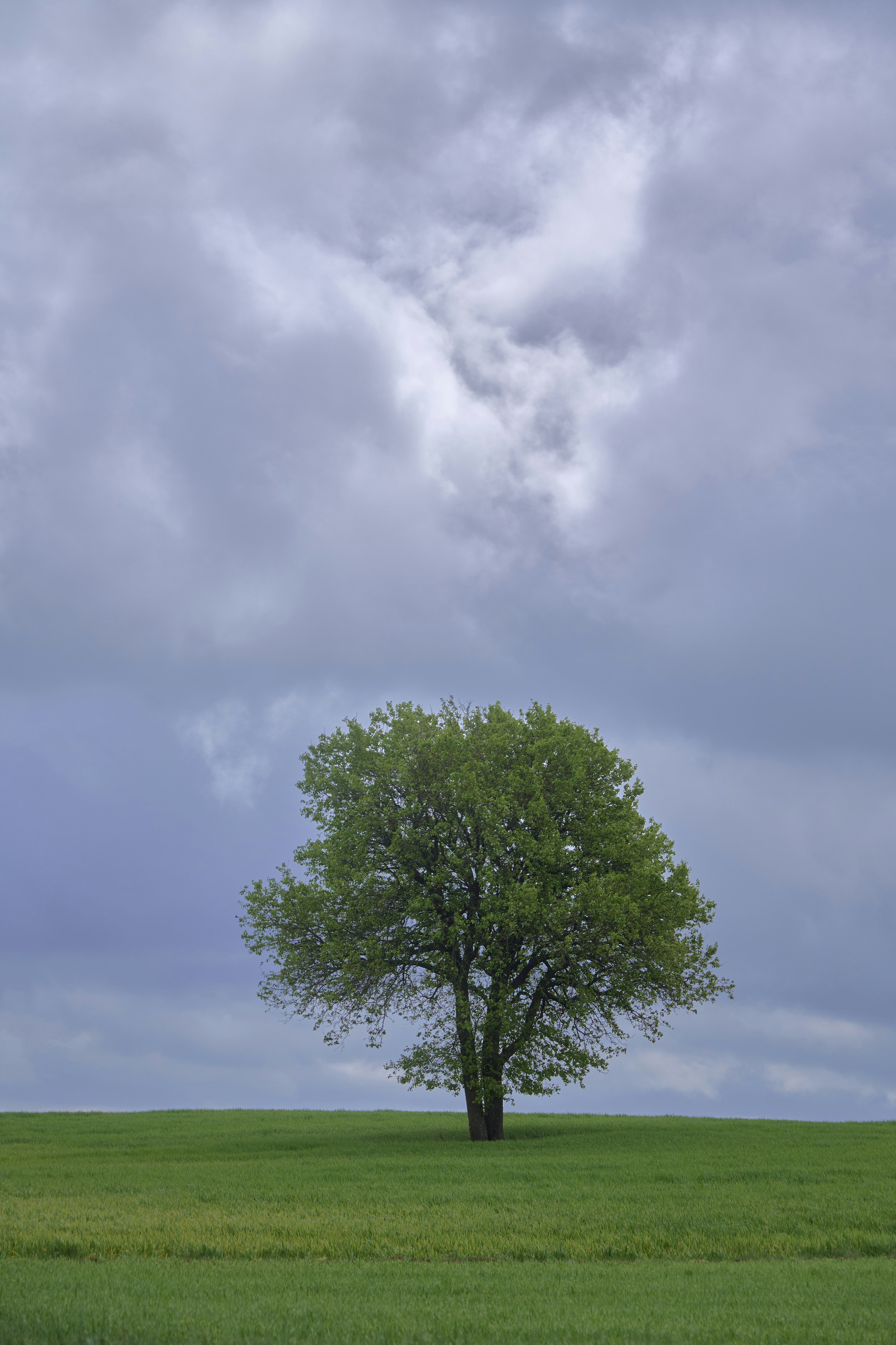 Photo by wolfgang_hasselmann