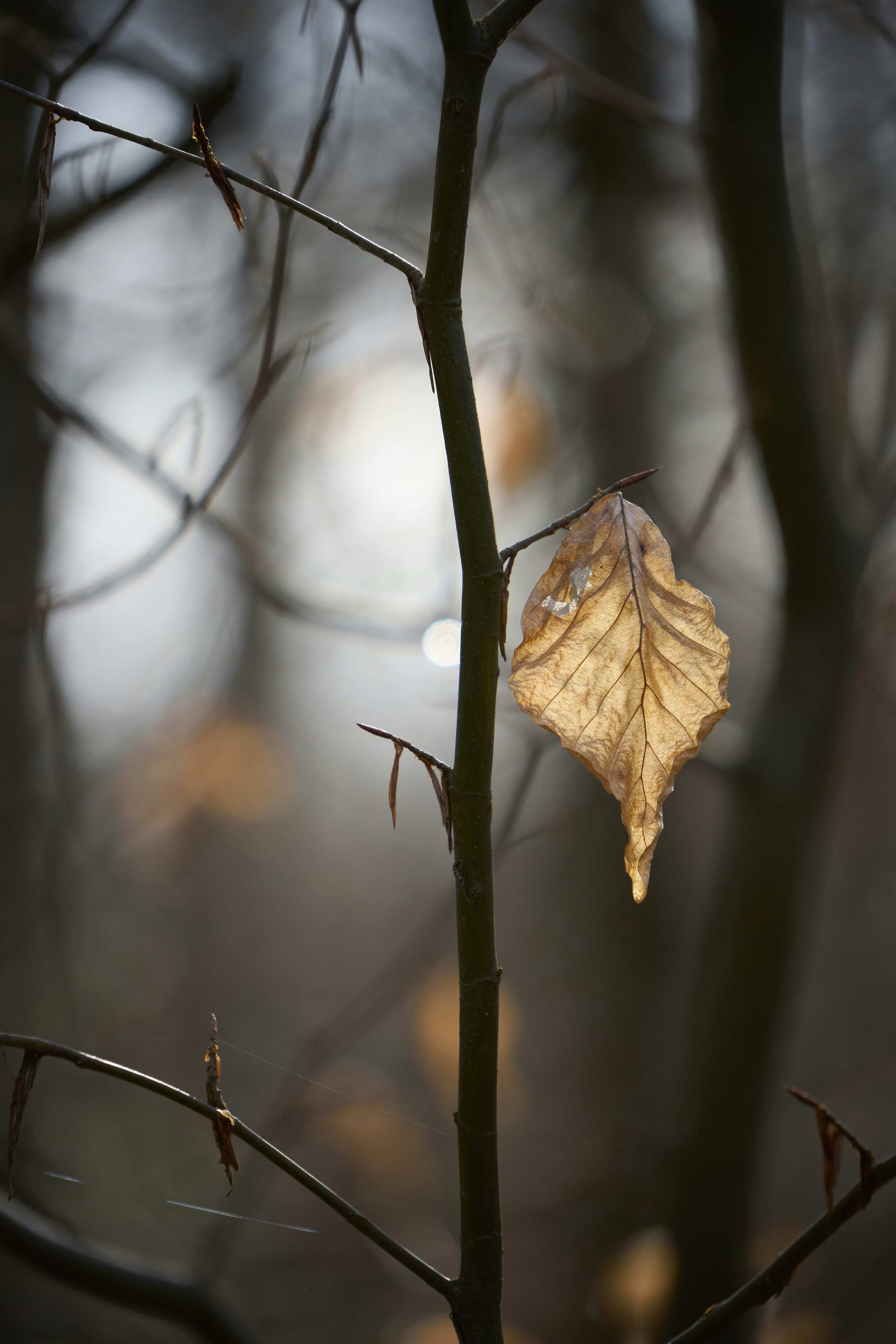 Photo by wolfgang_hasselmann