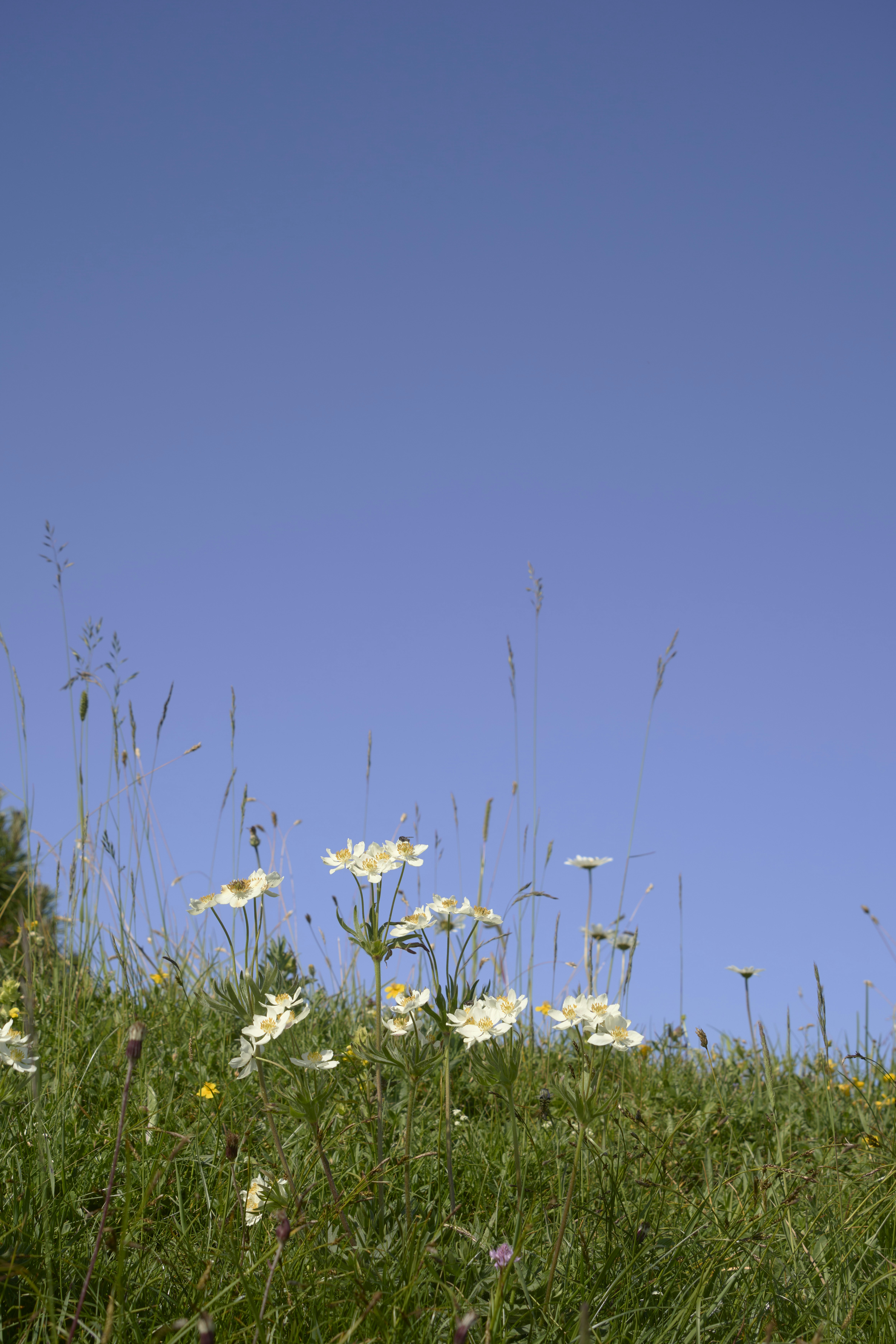 Photo by wolfgang_hasselmann