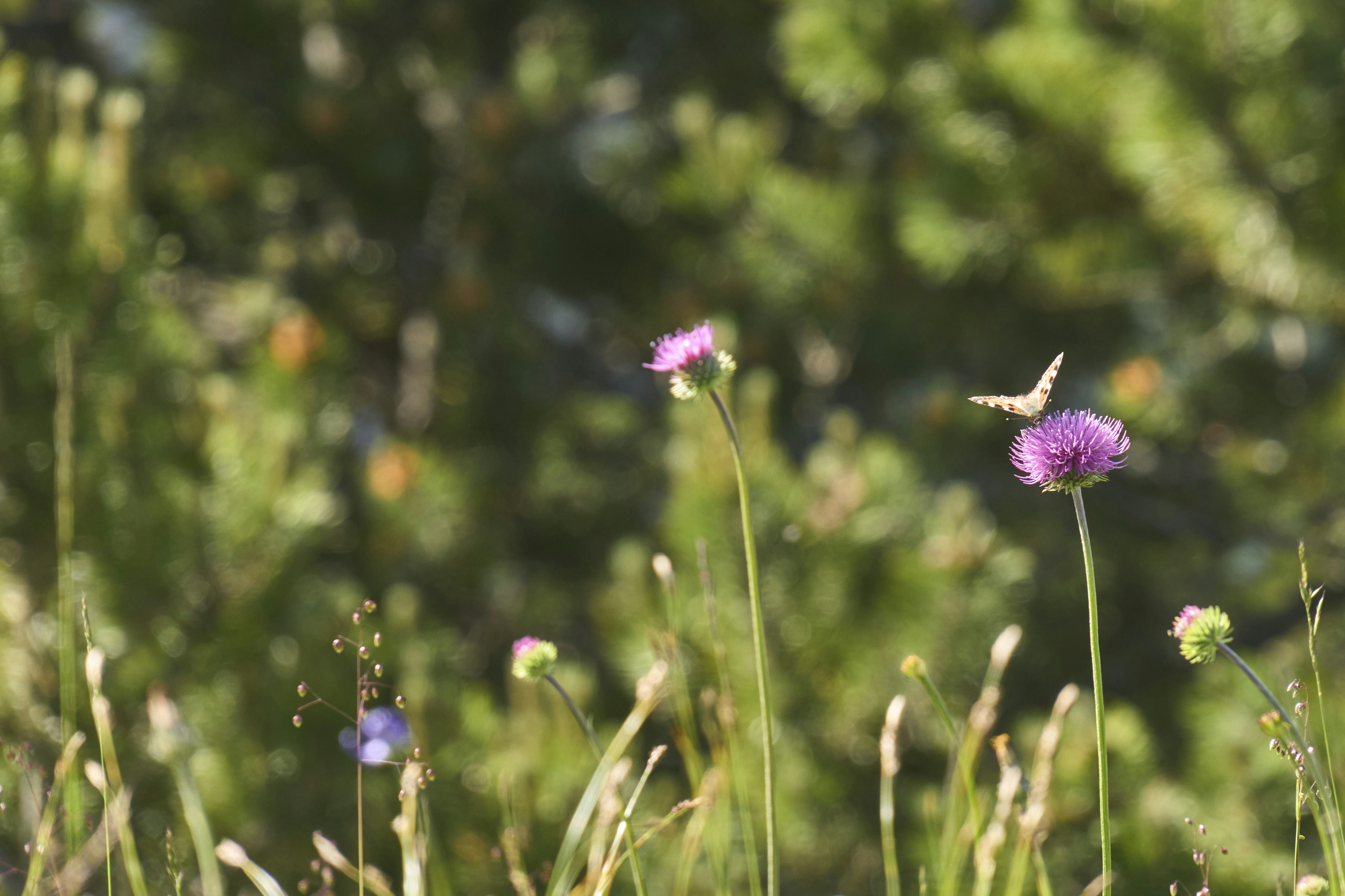 Photo by wolfgang_hasselmann