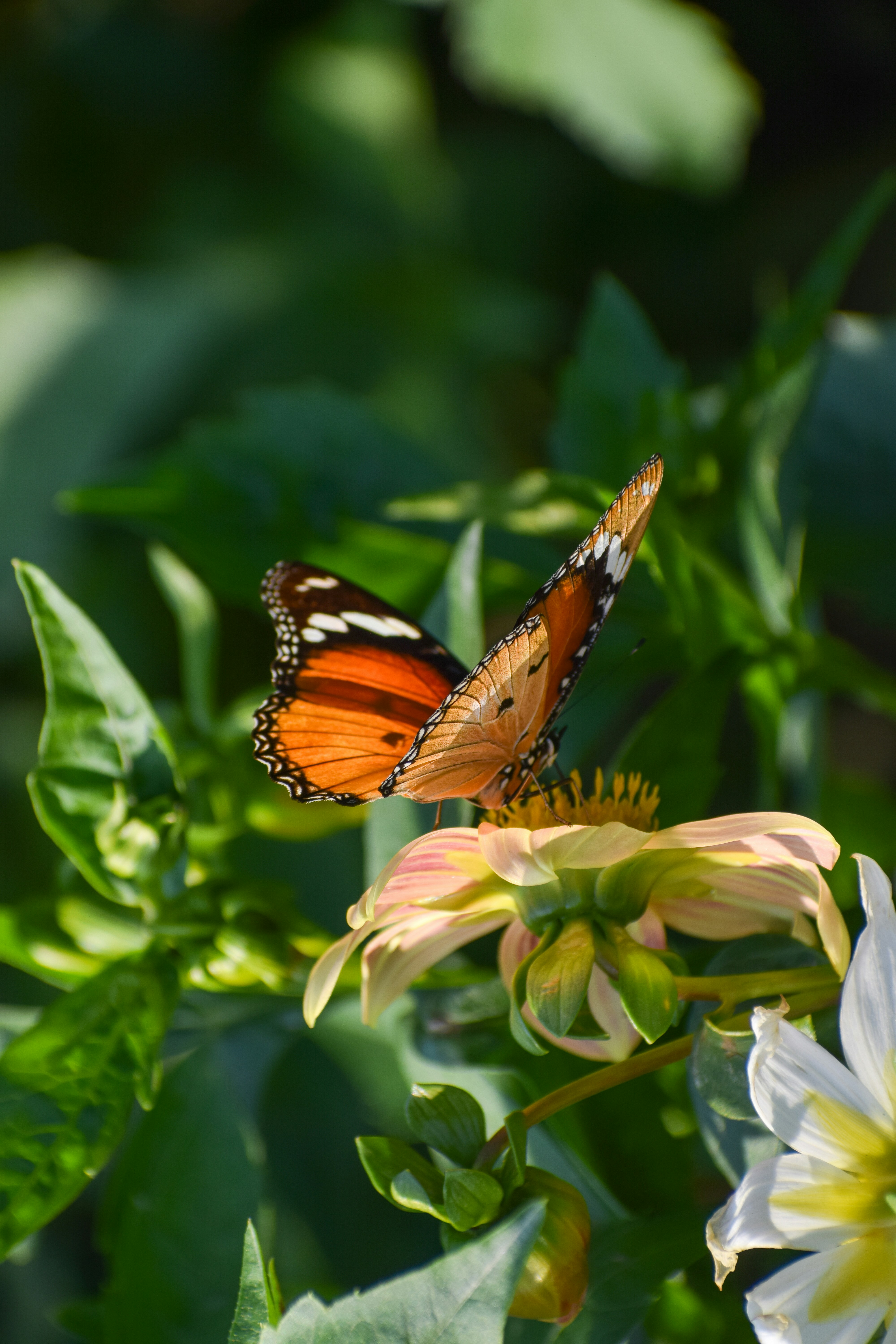 Photo by eshaverma2511