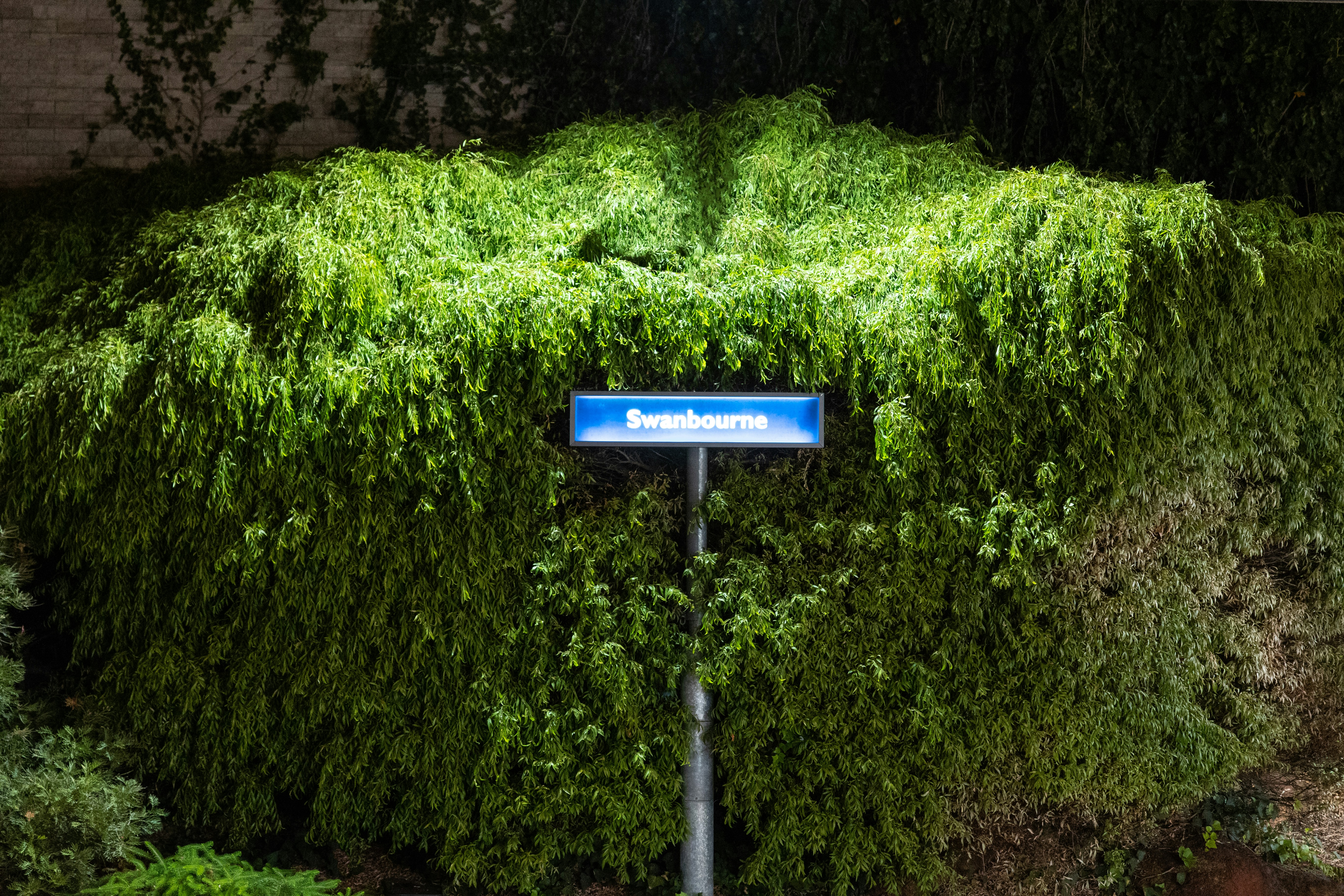 A street sign is surrounded by lush green foliage.