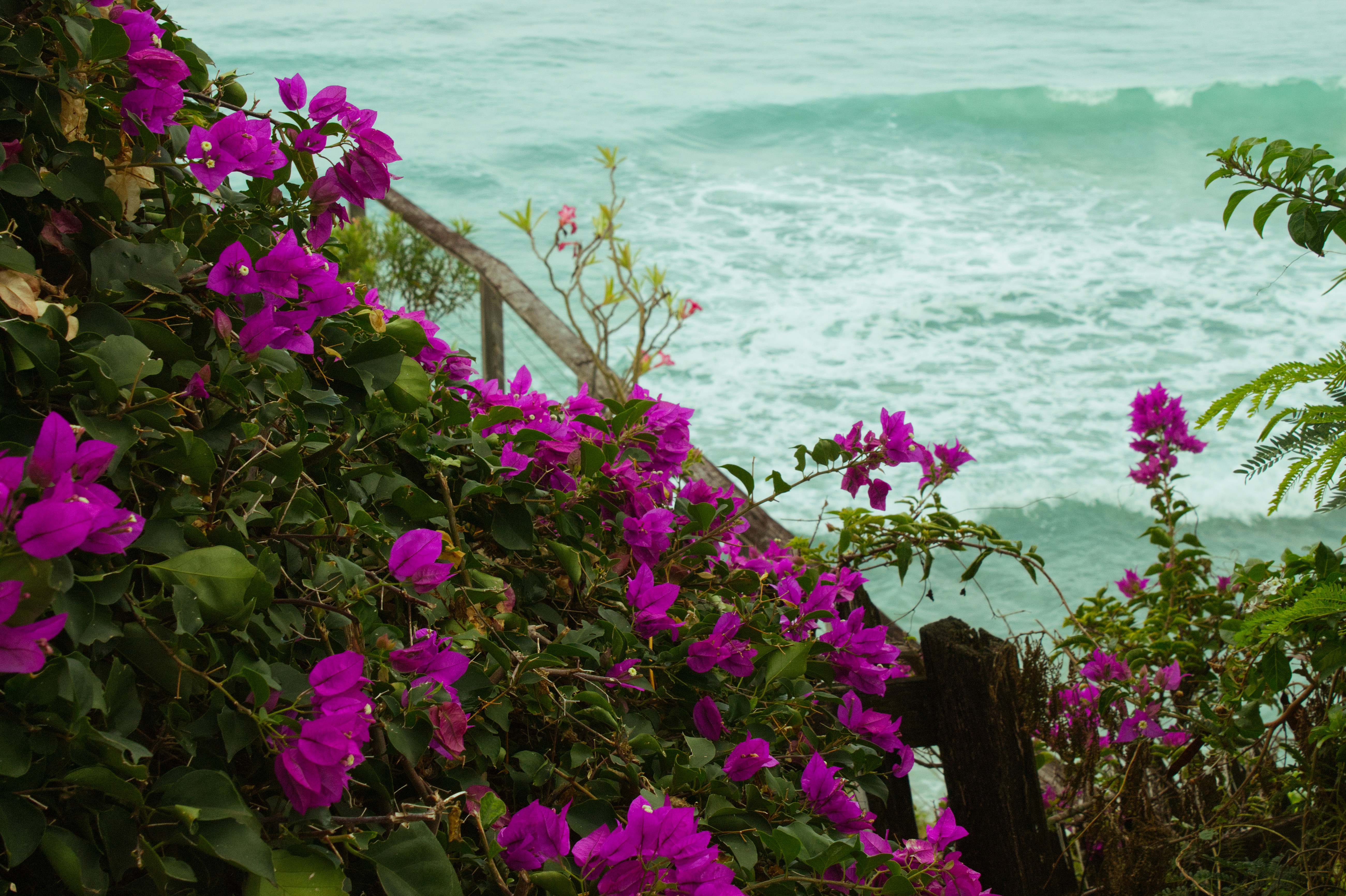 鮮やかなピンクのブーゲンビリアの花が、背景に海の波を映しています。