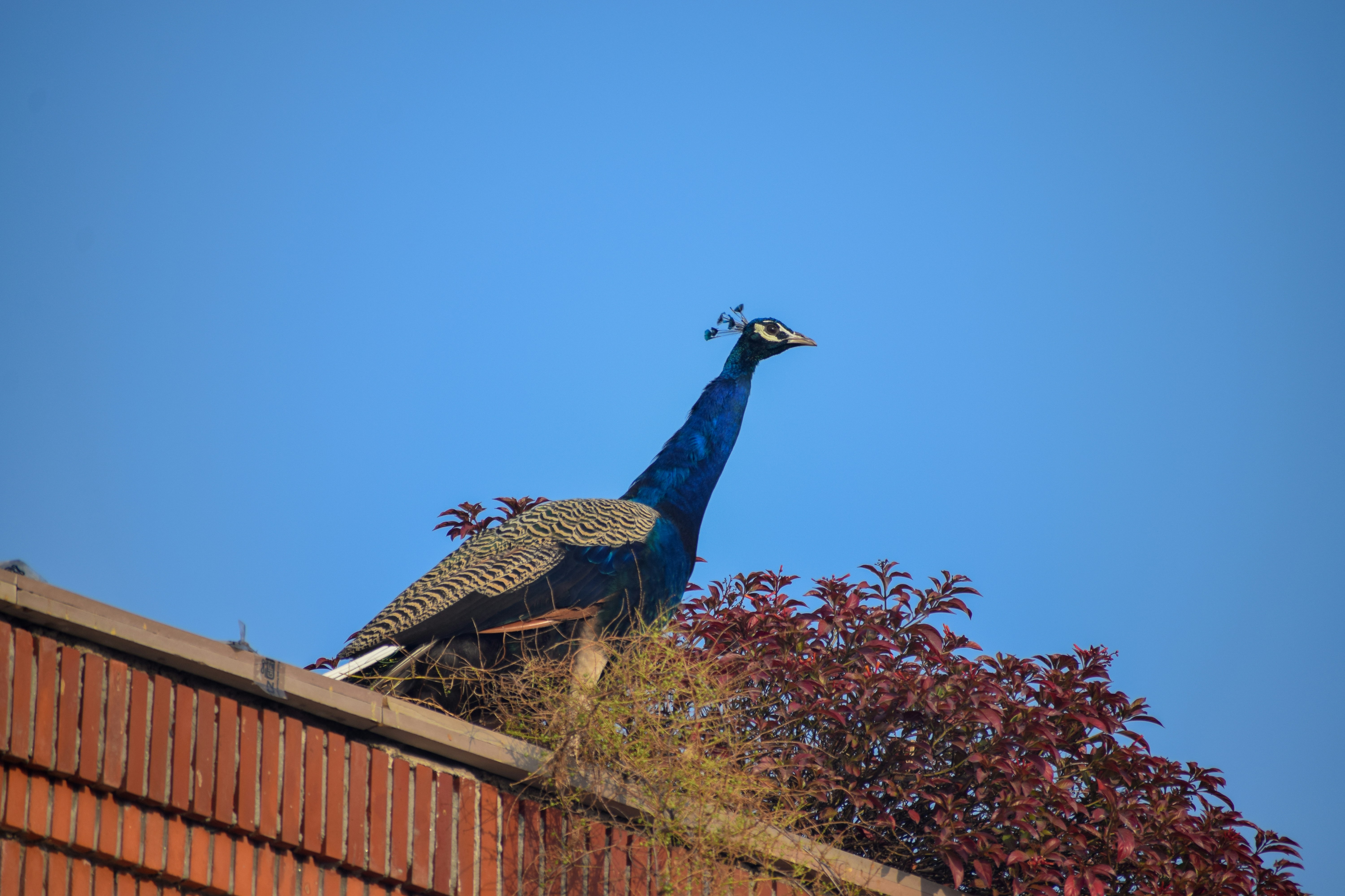 My Neighbor Felix