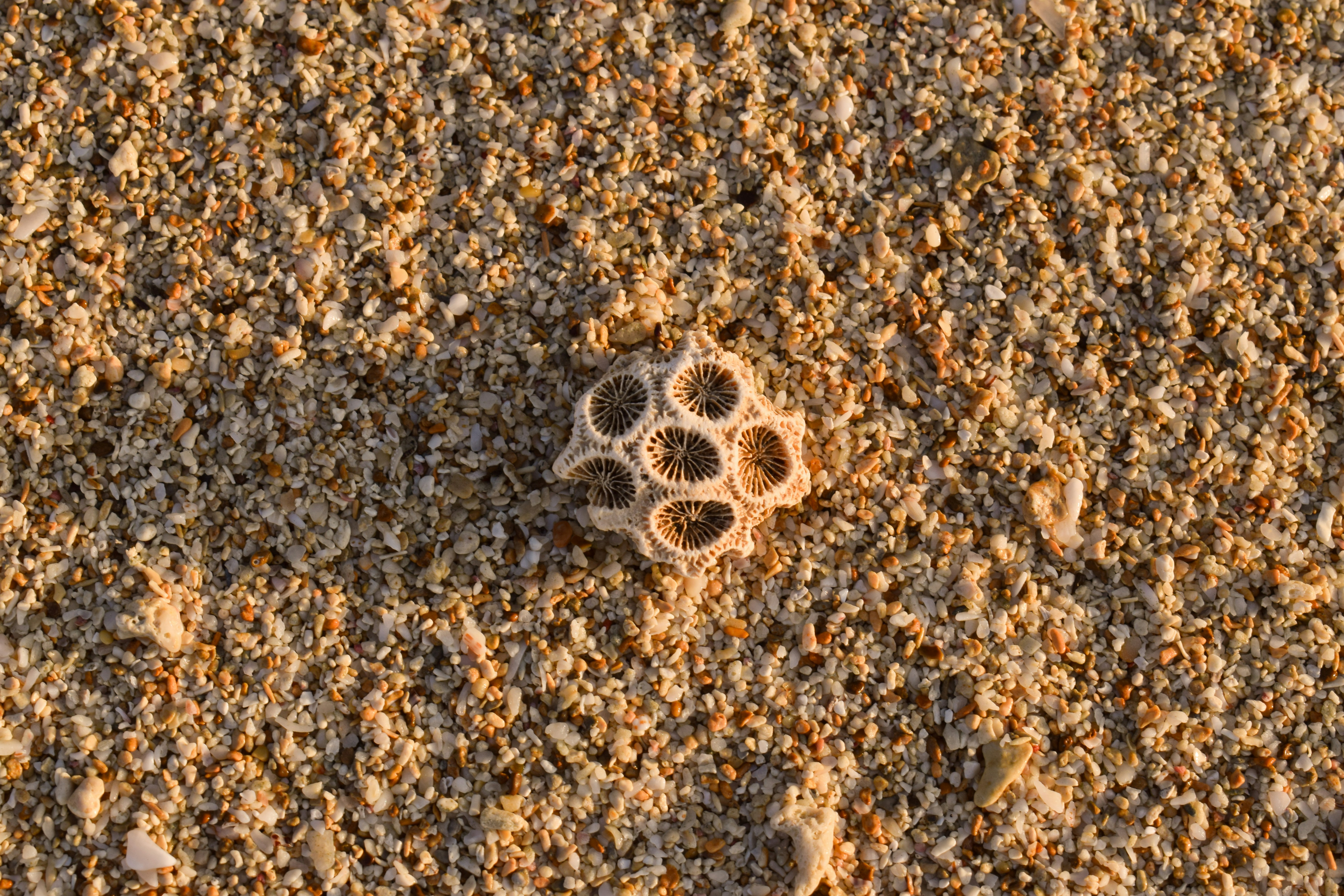 Un piccolo baccello esagonale e intricato poggia su un terreno sabbioso.