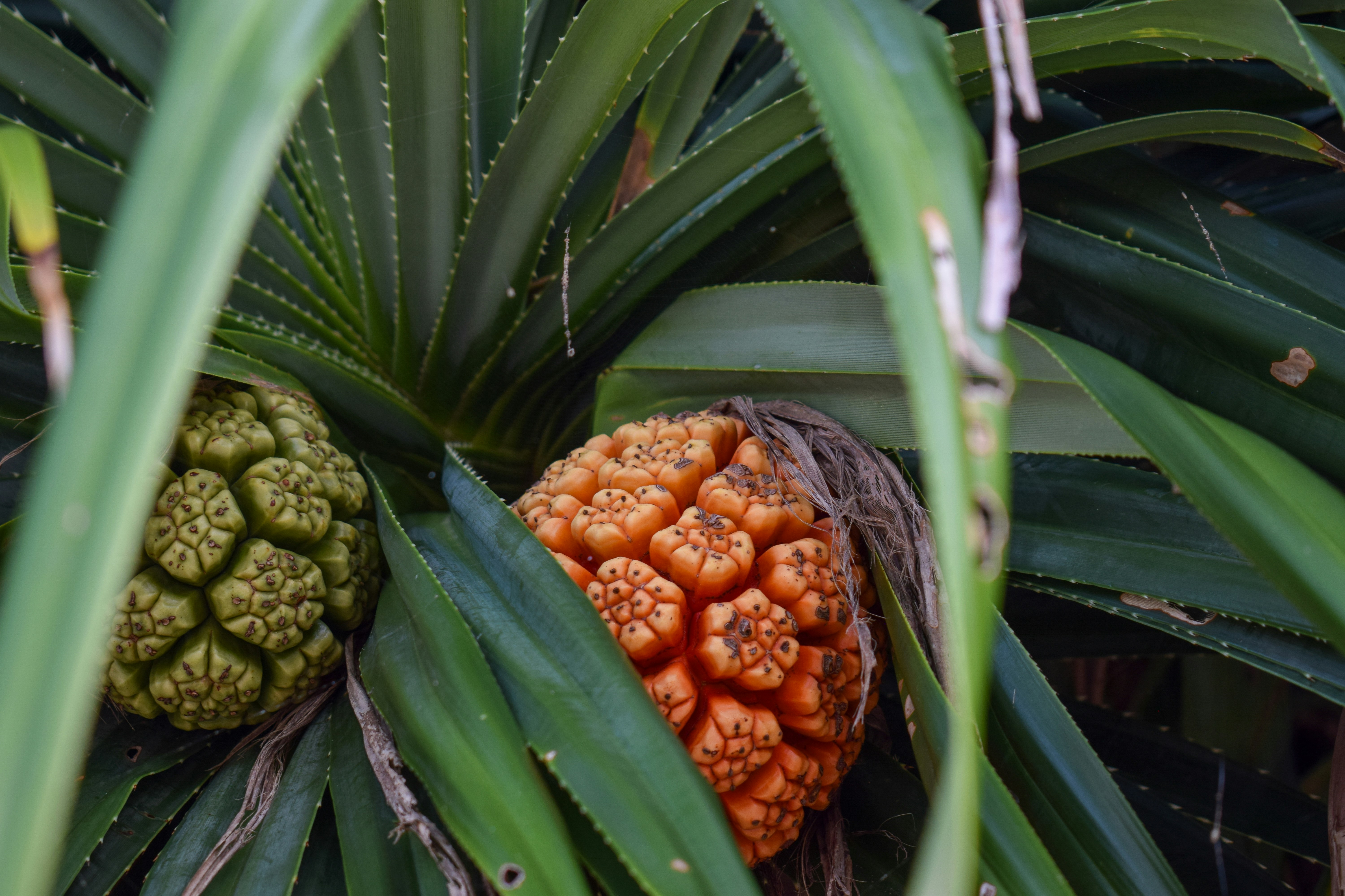 Buah Pandanus tumbuh di pohon