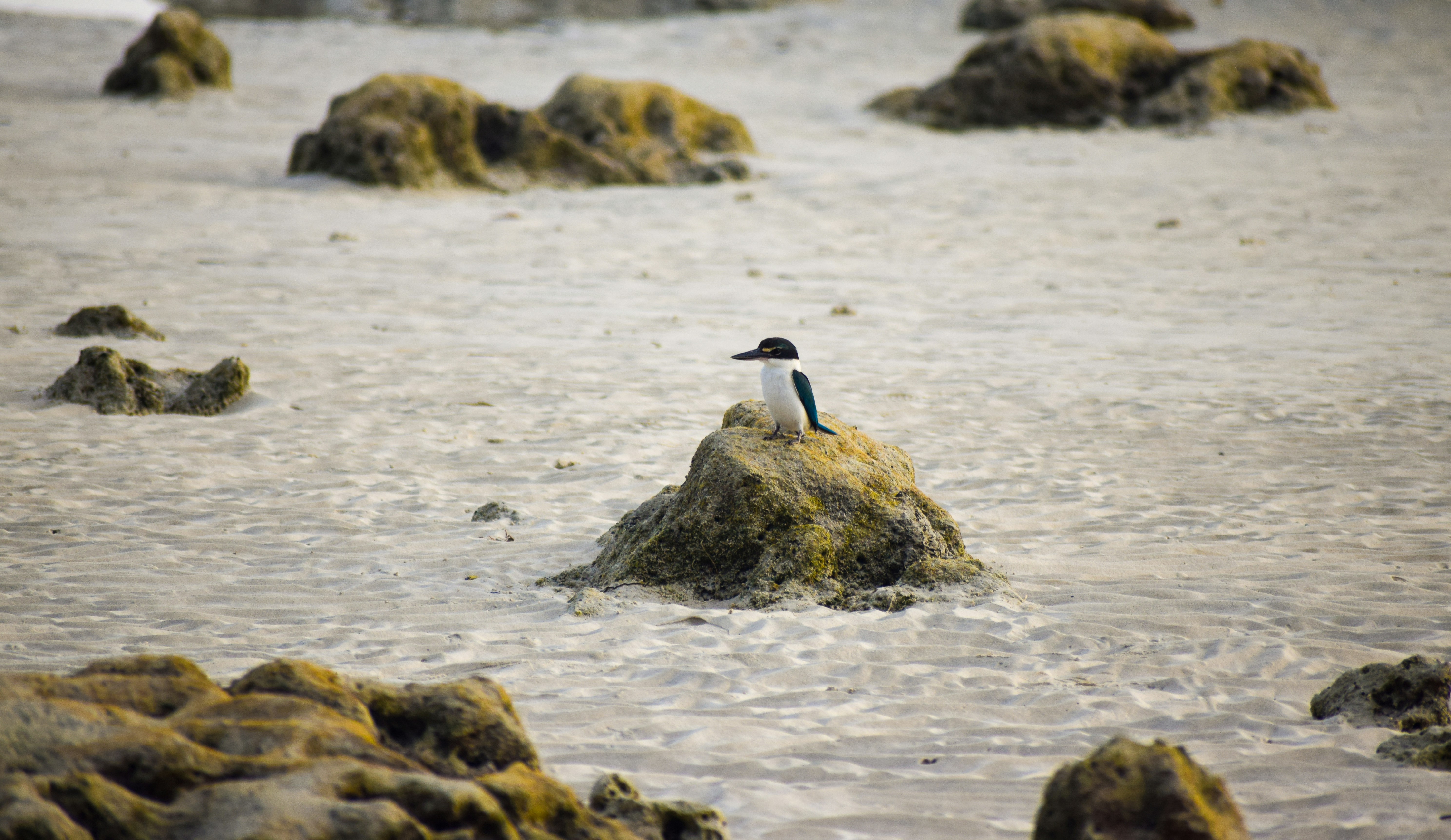 Photo by eshaverma2511