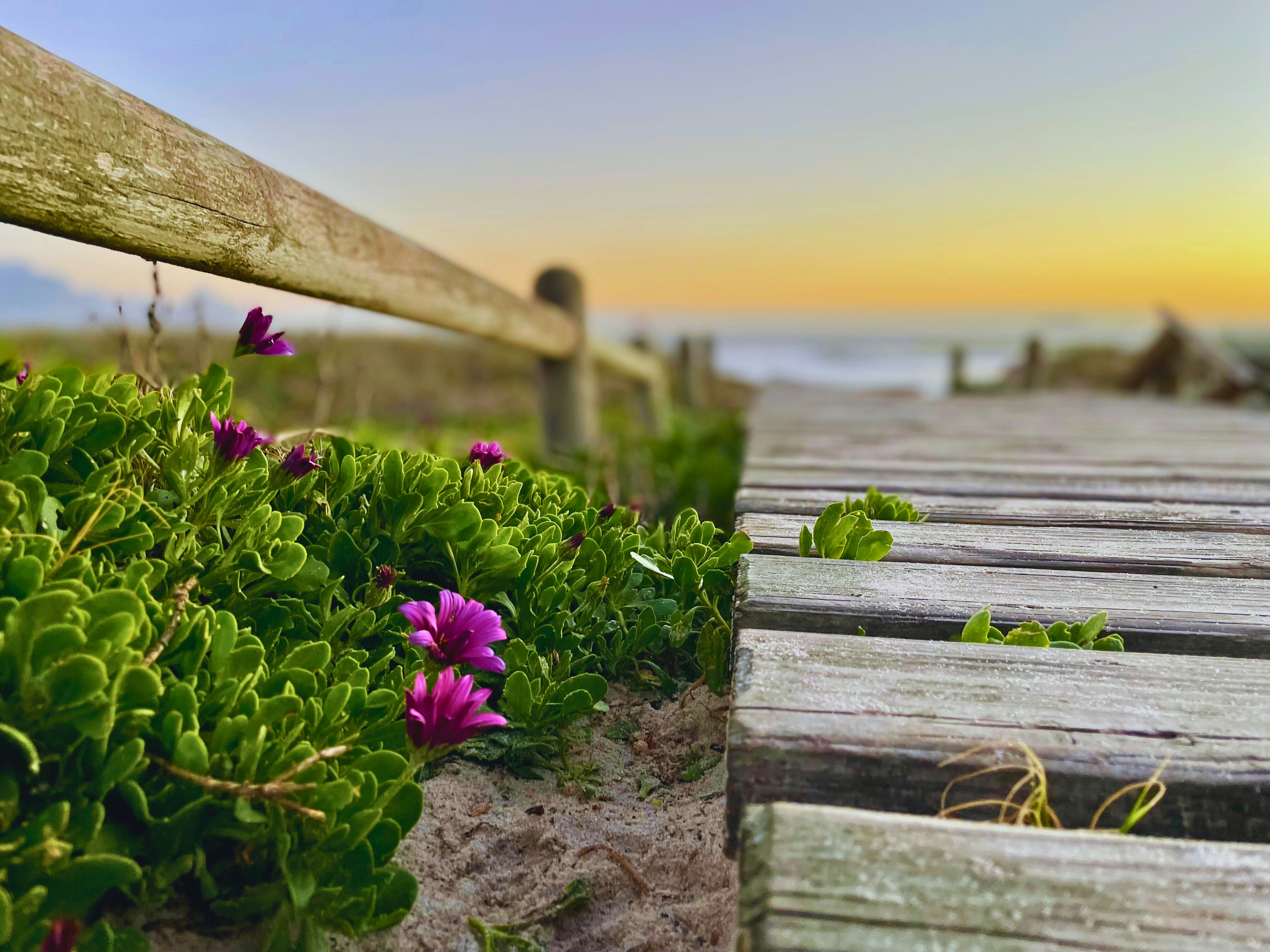 Salty Roots: How to Grow a Thriving Edible Garden Right Next to the Ocean
