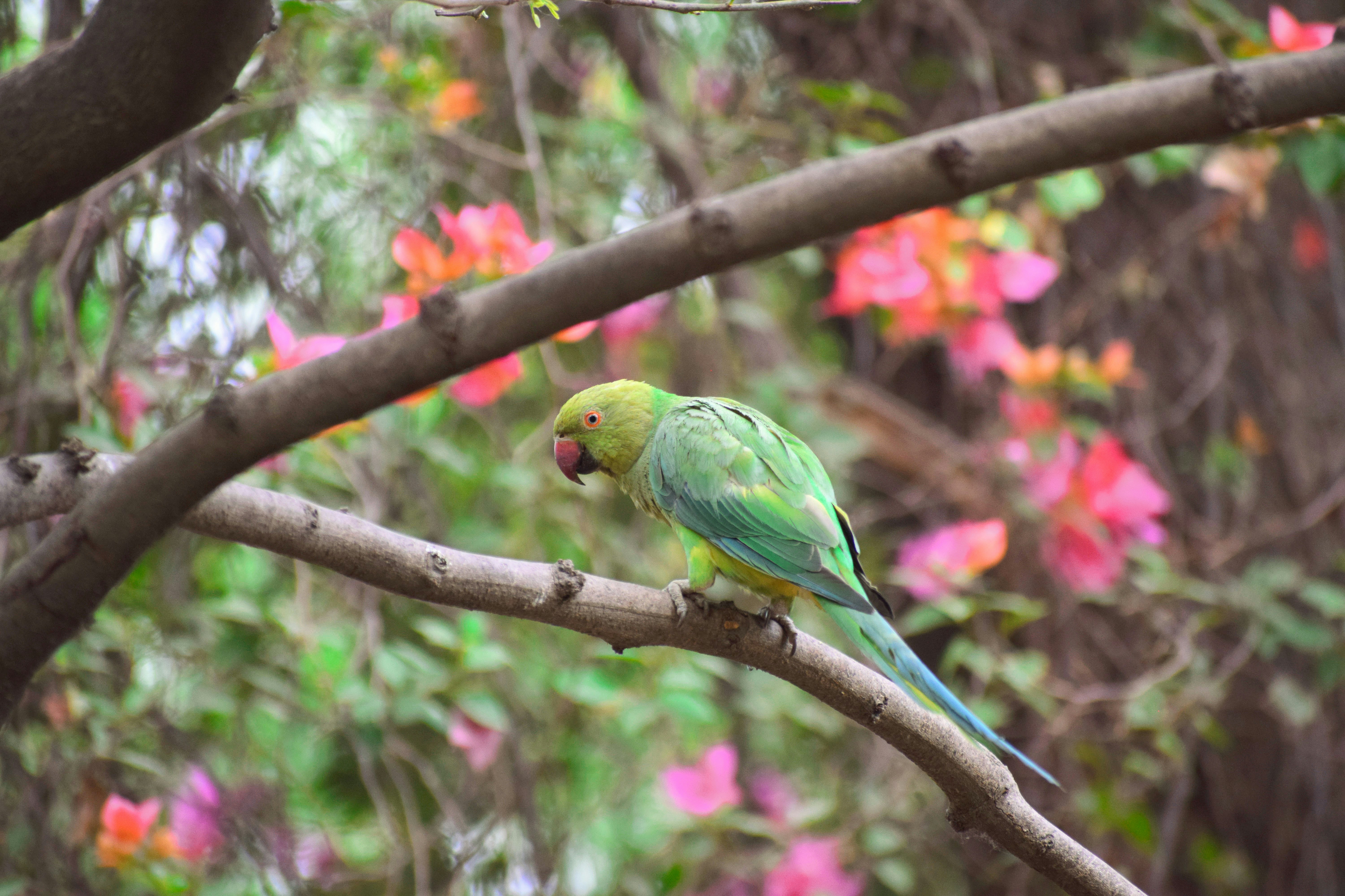 Seekor burung beo hijau bertengger di cabang pohon.