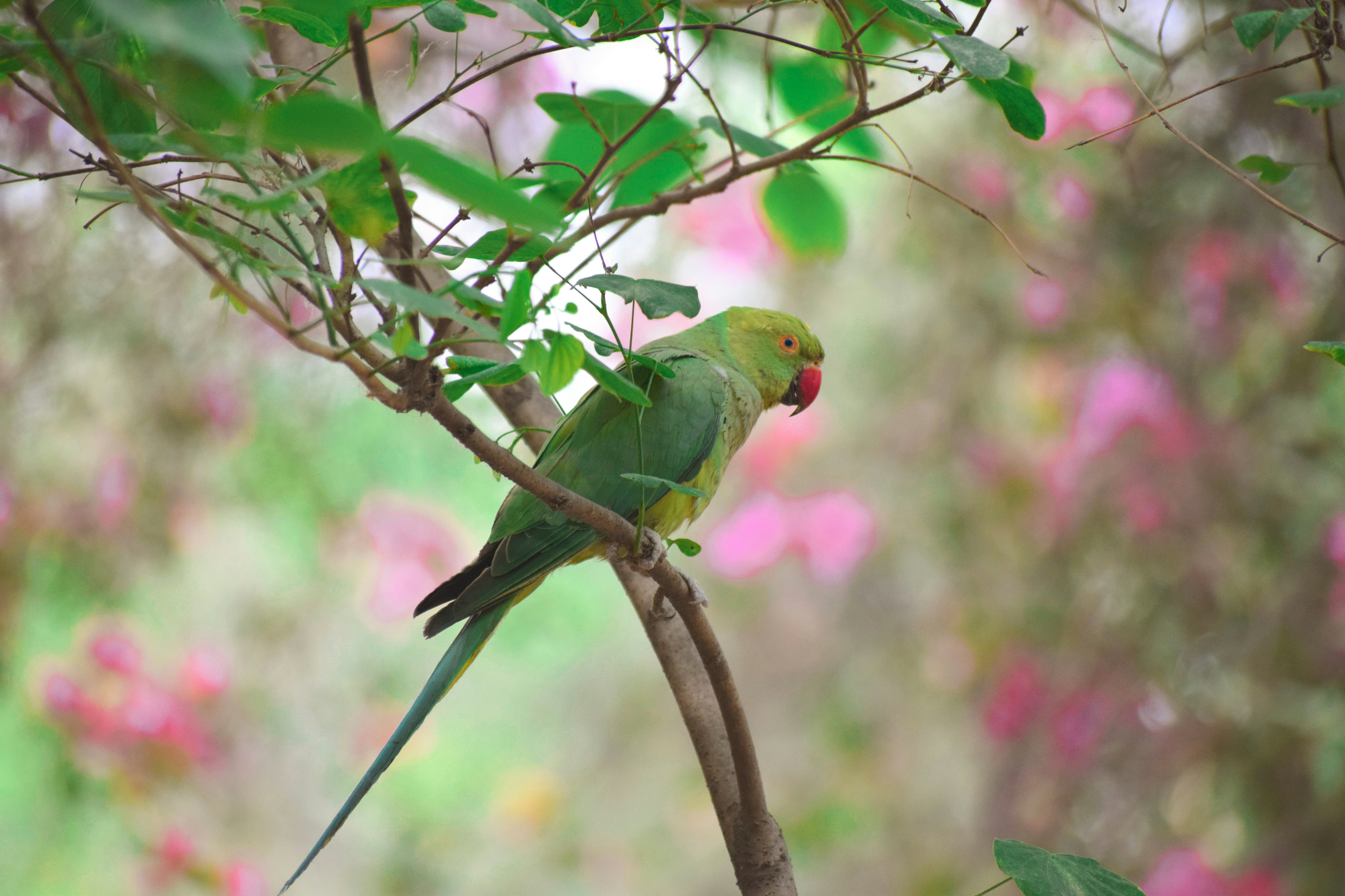 Seekor burung beo hijau bertengger di cabang pohon.