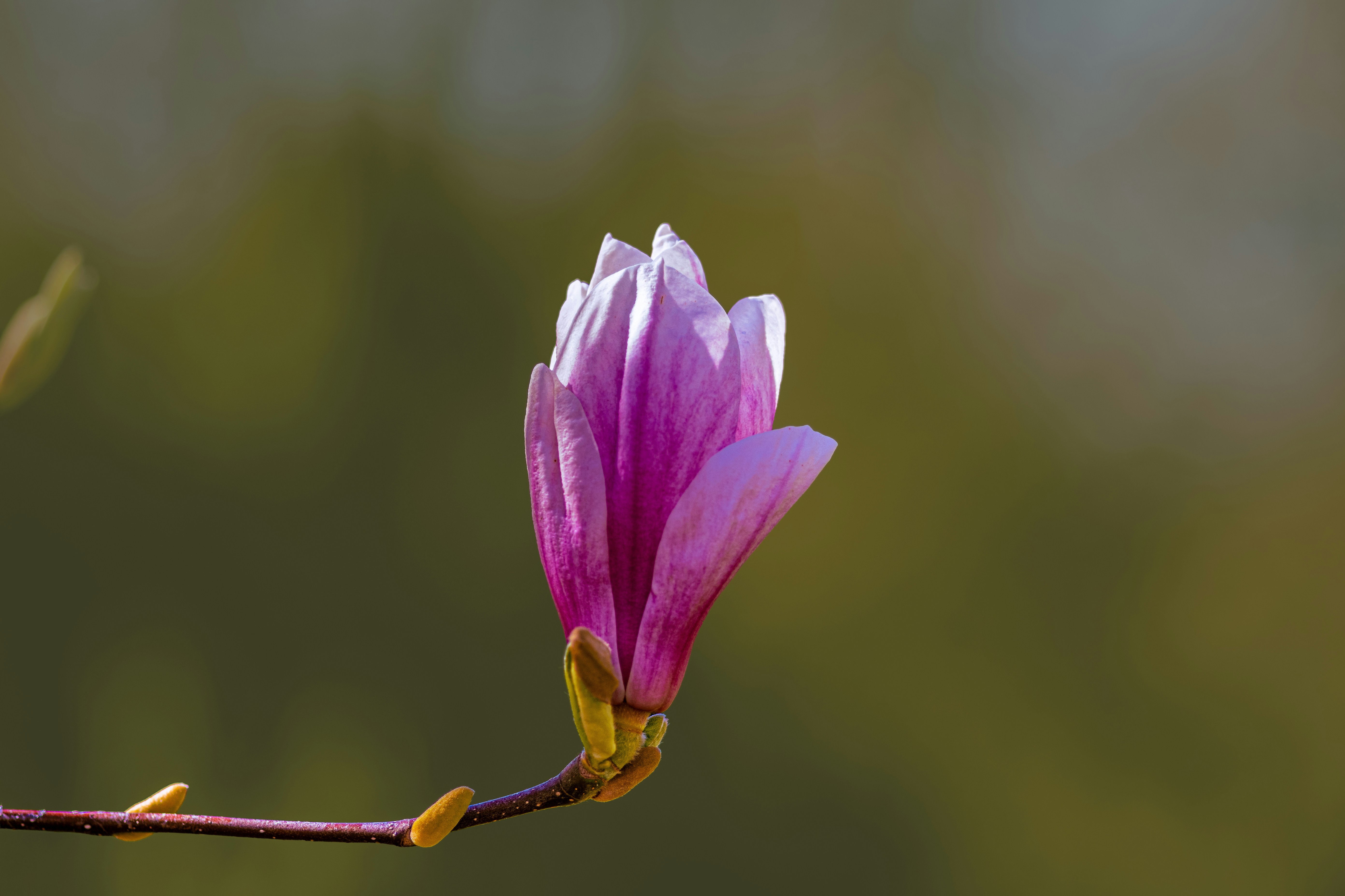 Photo by siegfriedpoepperl