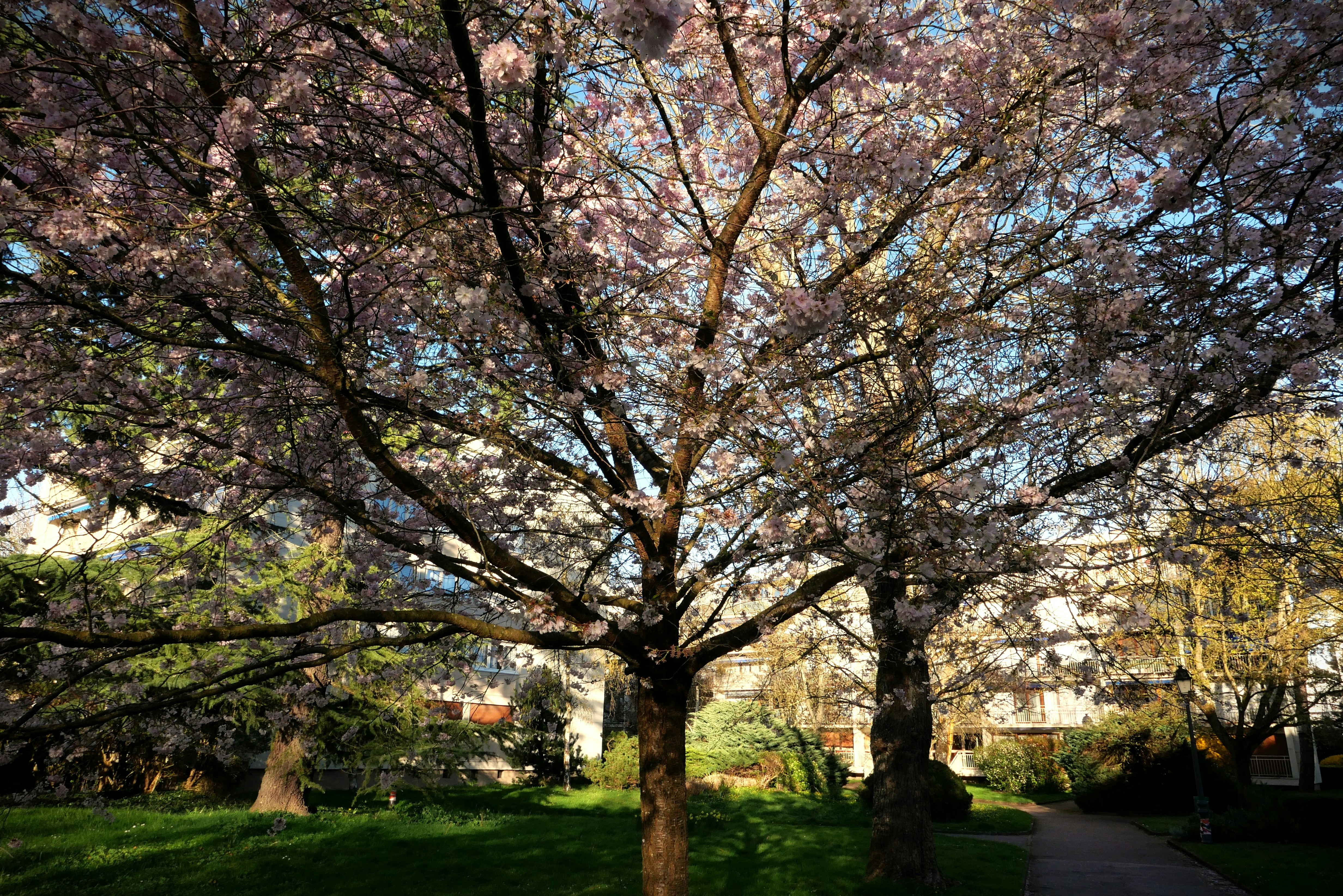 A blooming cherry blossom tree in a park setting. photo – Free Spring ...
