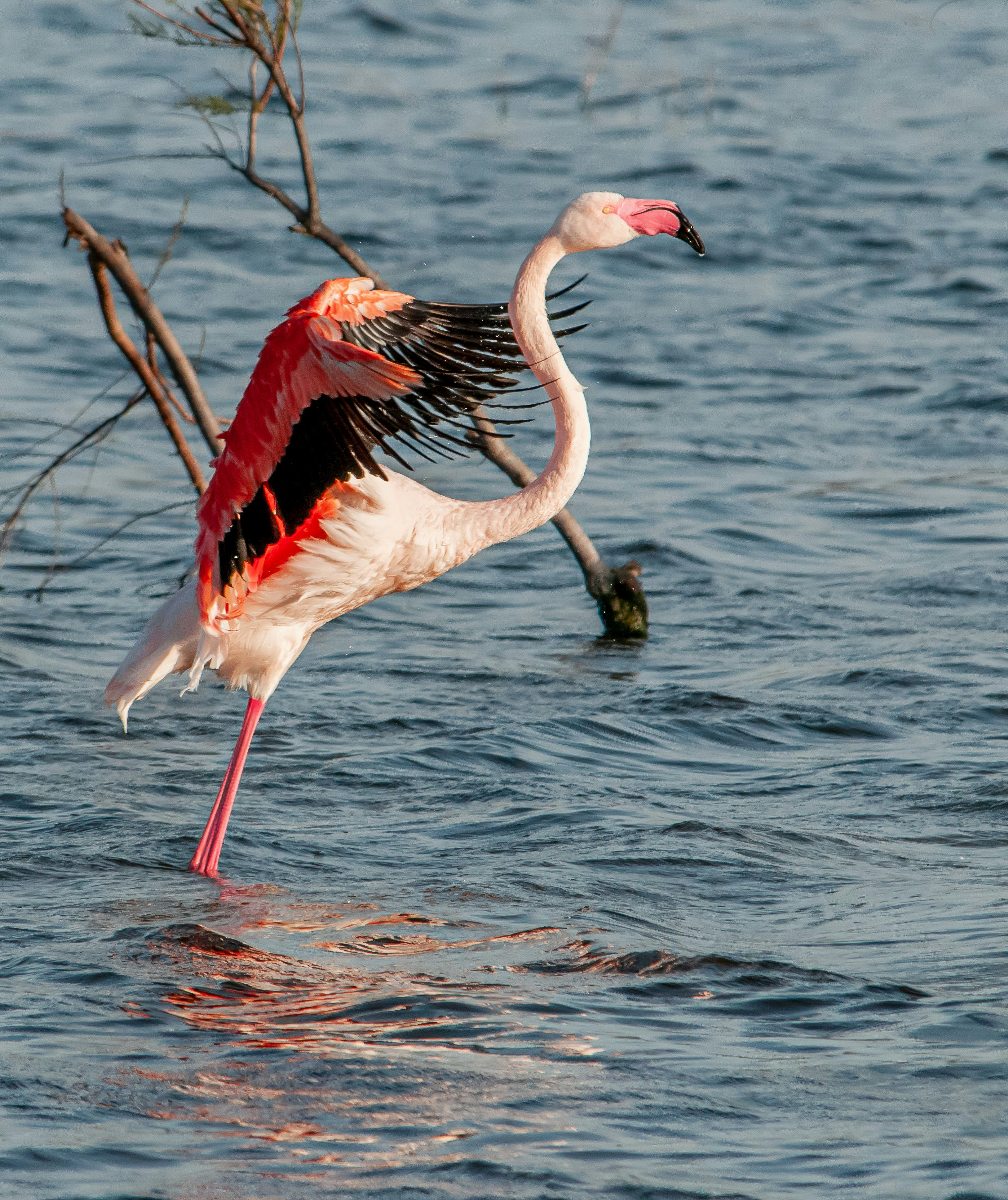Seekor flamingo berdiri di dalam air dengan sayap terbentang