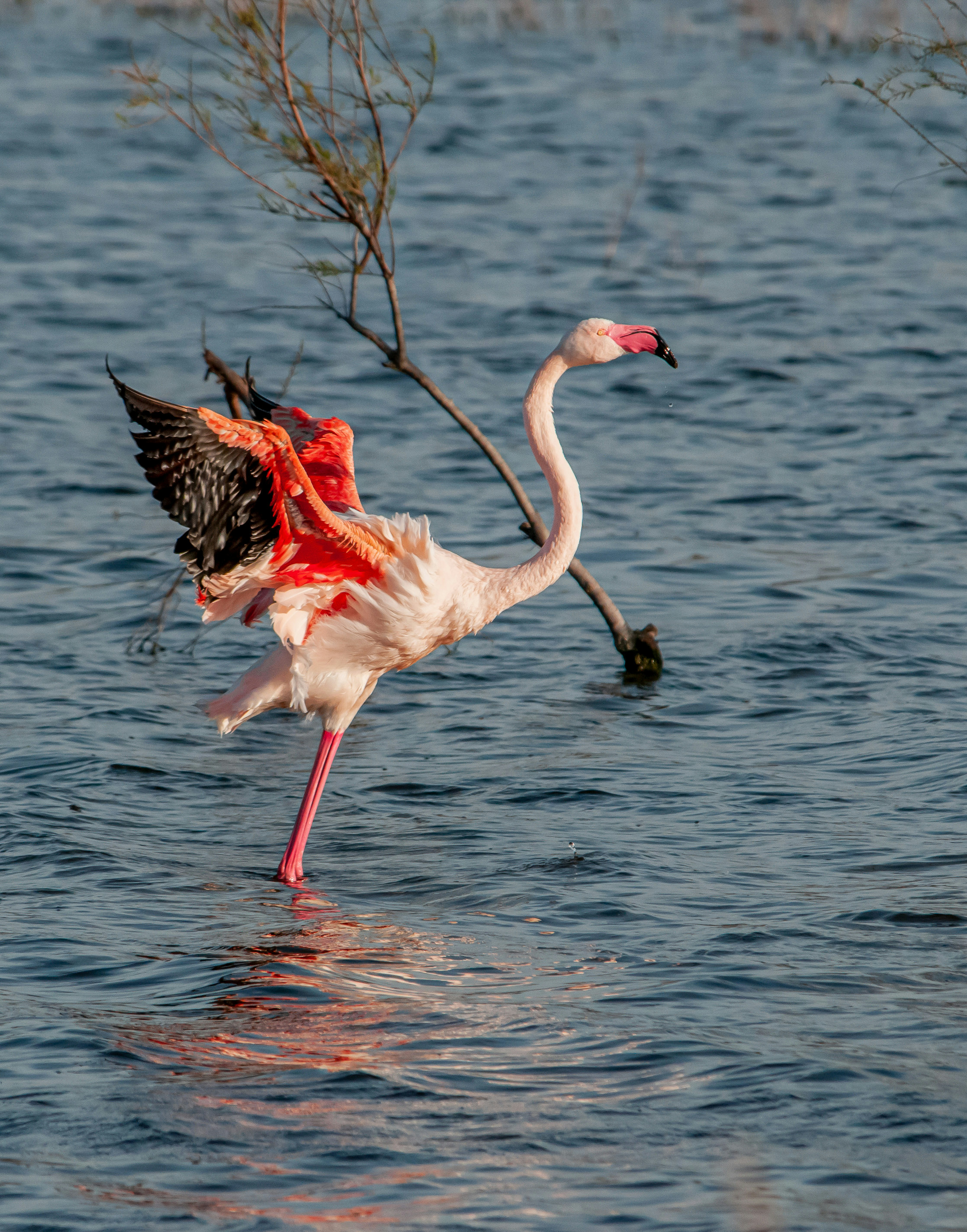 Flamants roses en Camargue