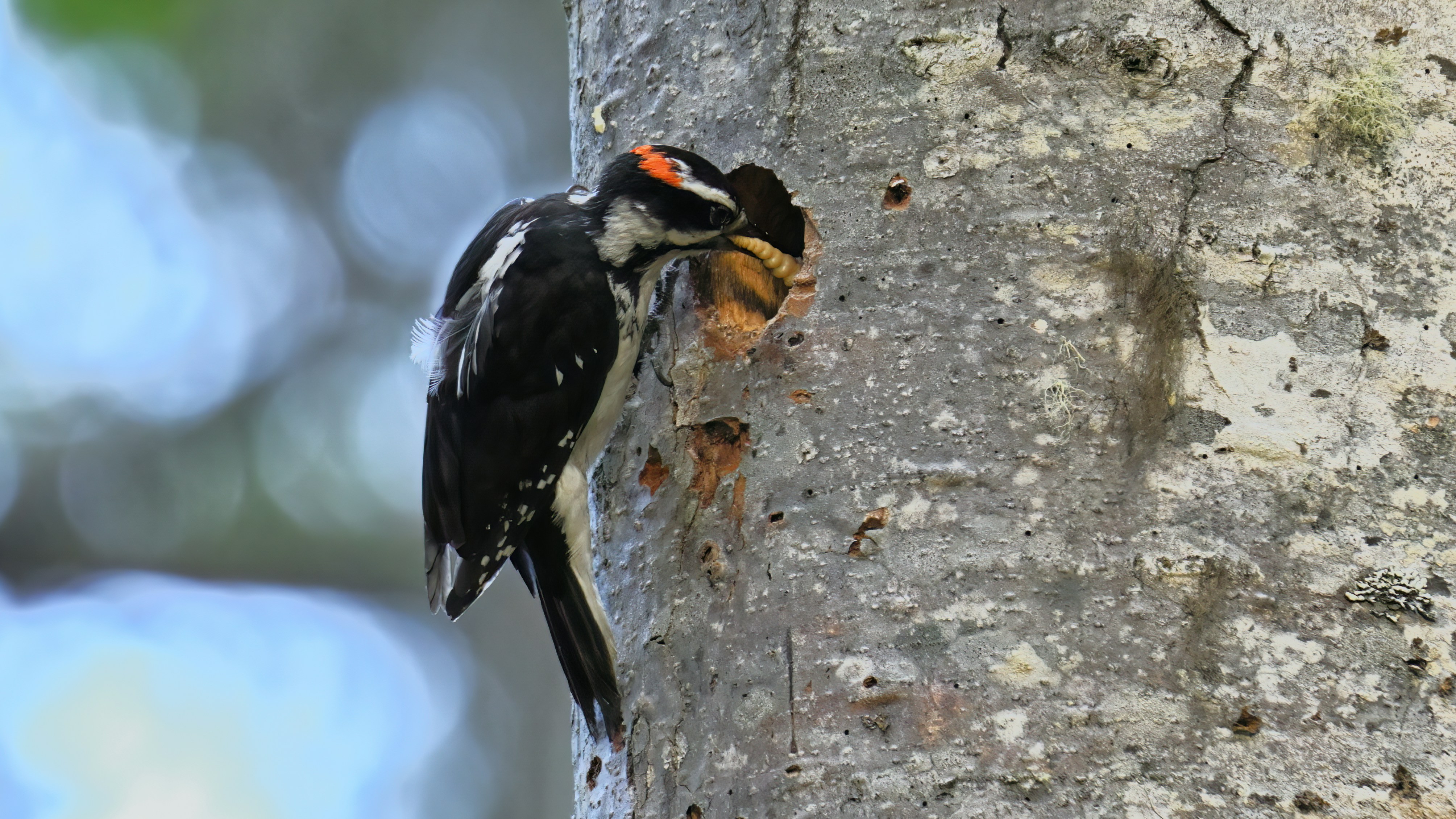 Um pica-pau bica um buraco em uma árvore.
