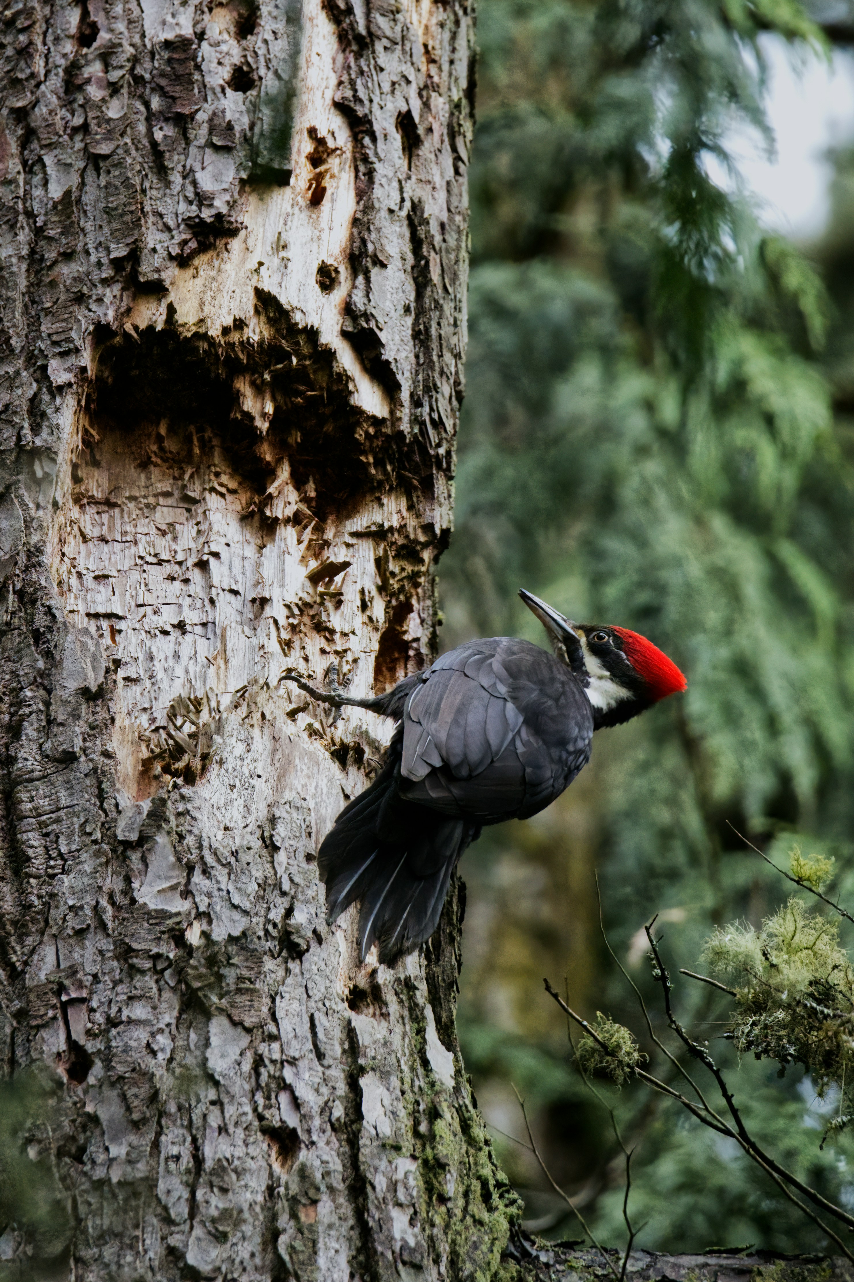 Pica-pau-de-pileado agarrado a um tronco de árvore