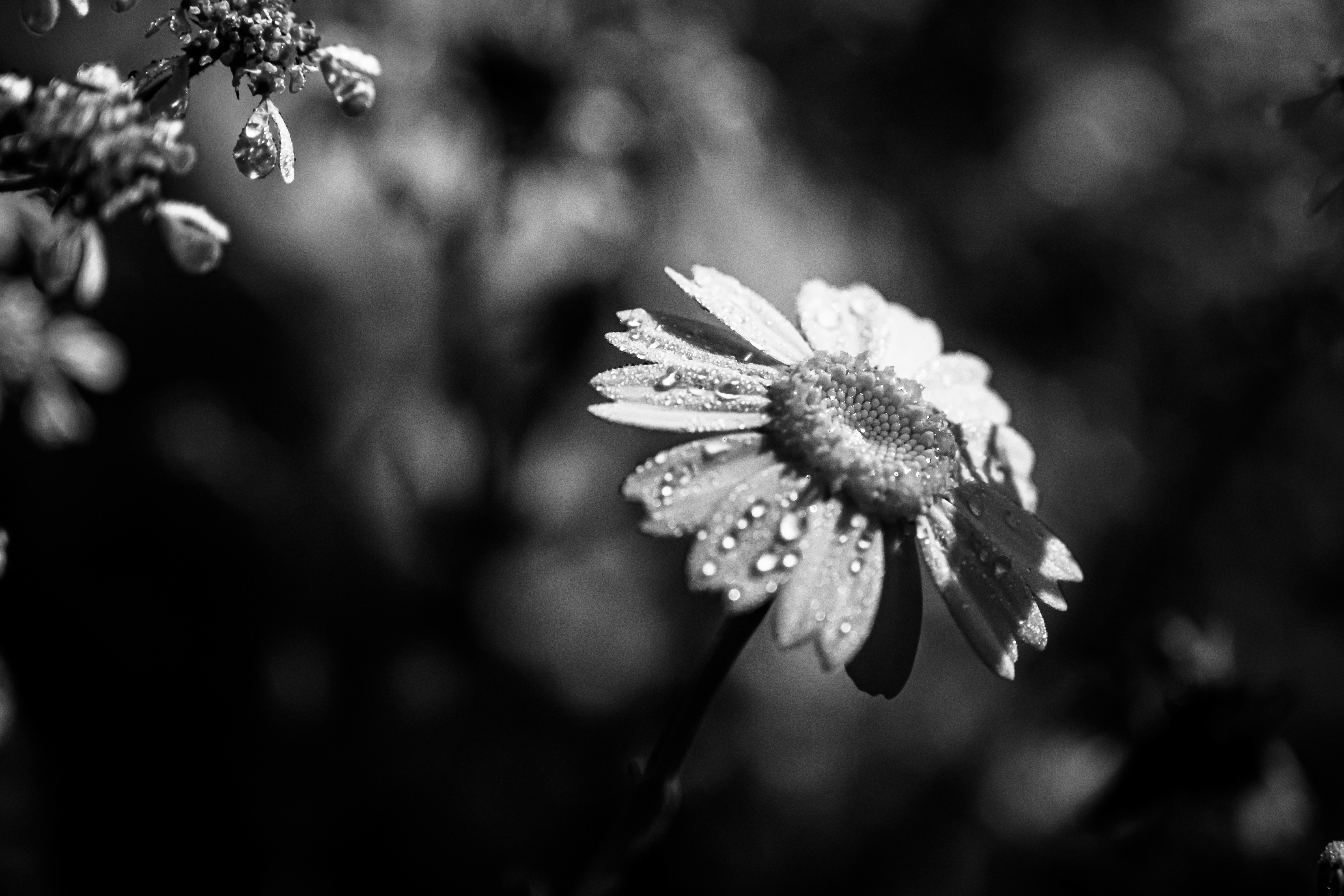 Photo by oldsoulframes