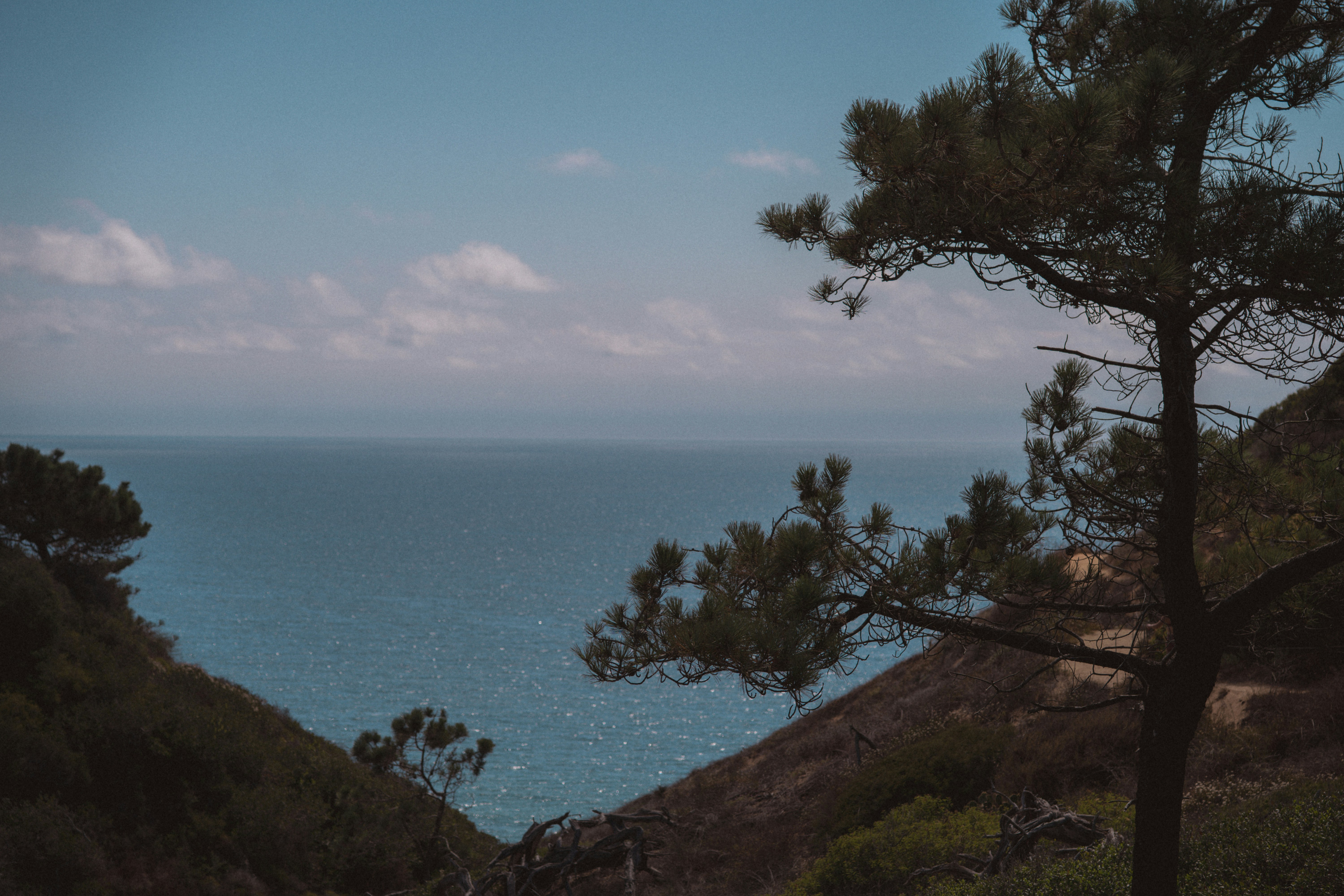 Vistas al mar entre pinos en un día soleado