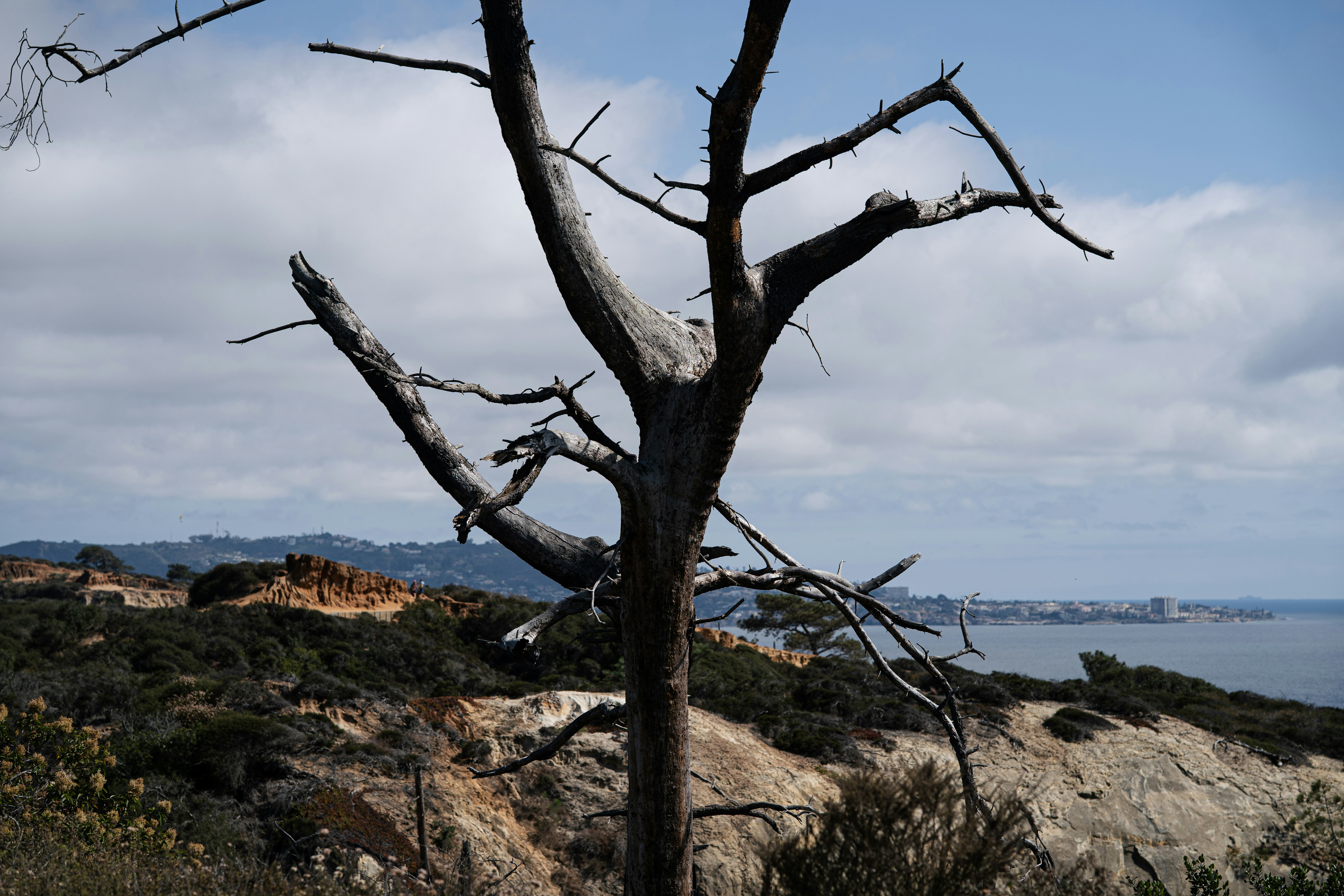 Ramas muertas de árboles contra un paisaje costero
