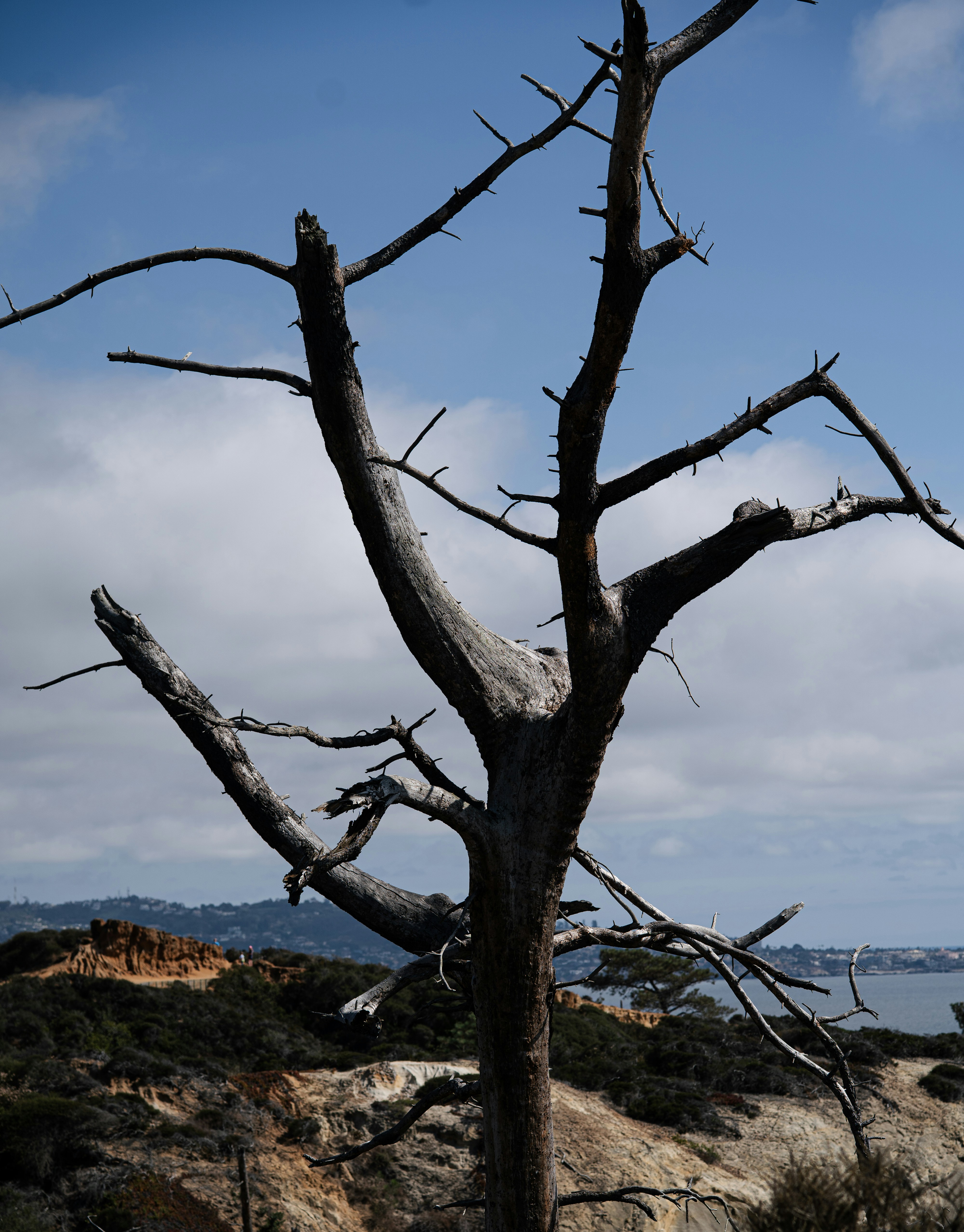 Un árbol muerto y desnublado contra un cielo azul nublado.