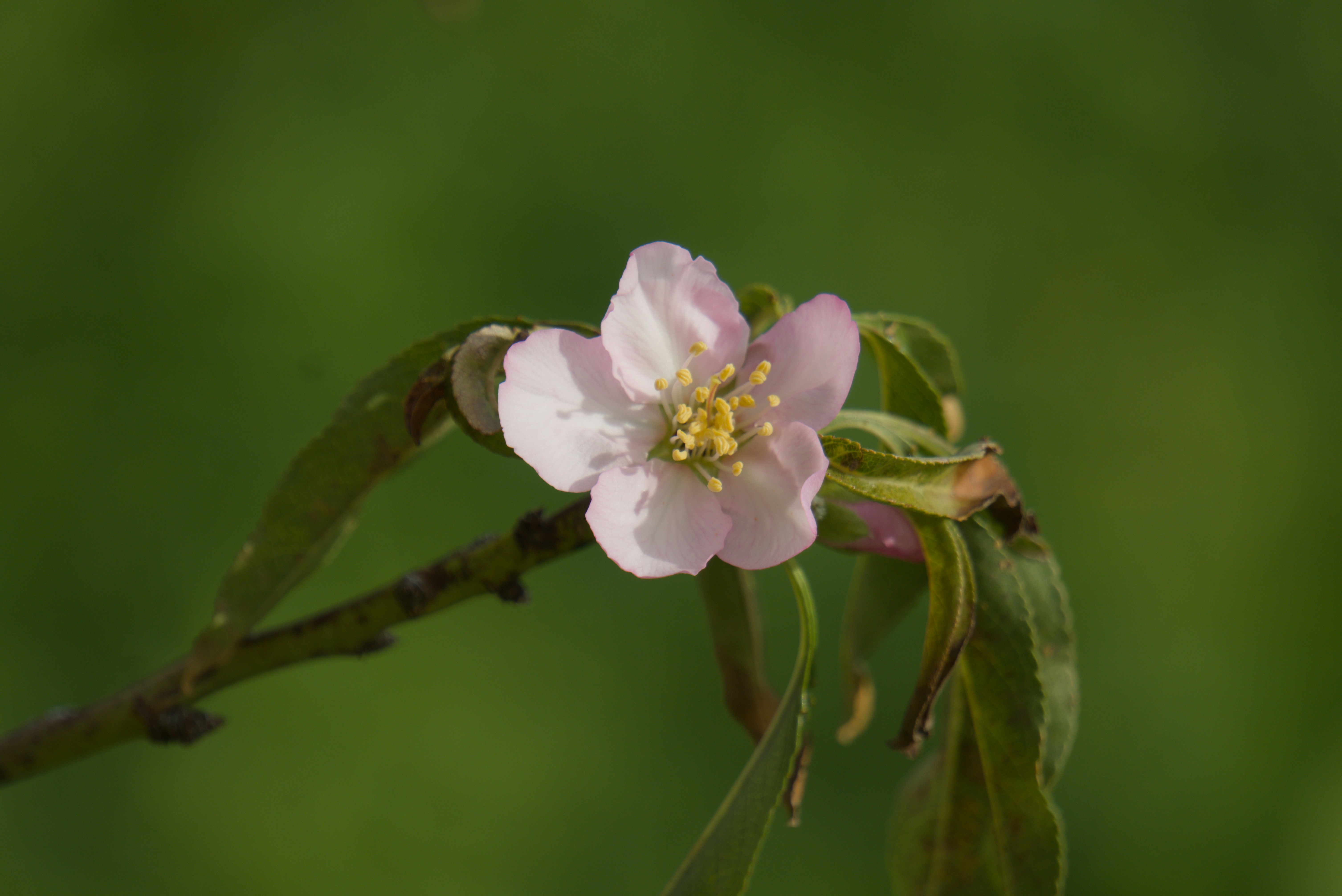 A delicate pink flower blooms on a branch.