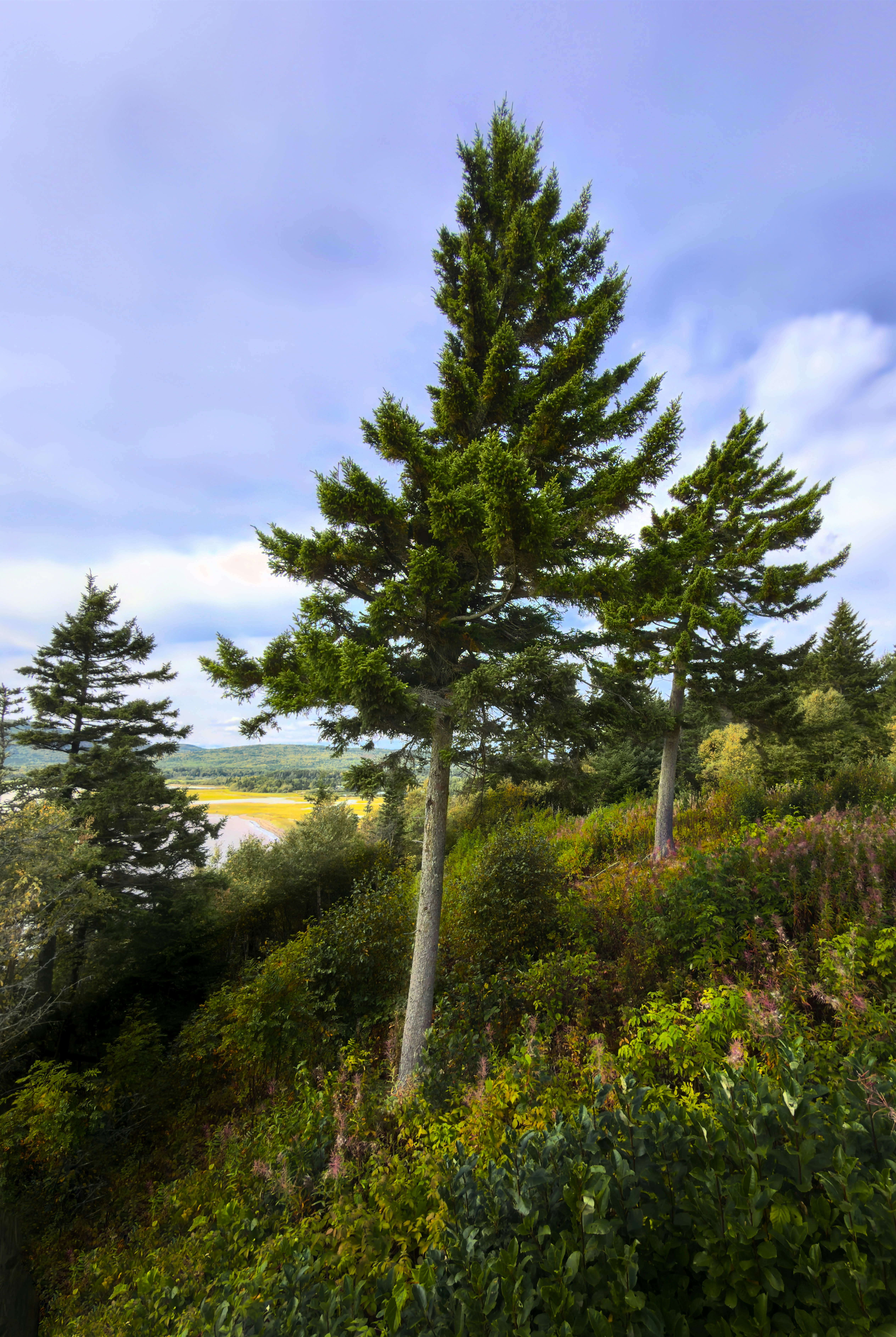 Tall evergreen trees on a lush hillside overlooking a bay.