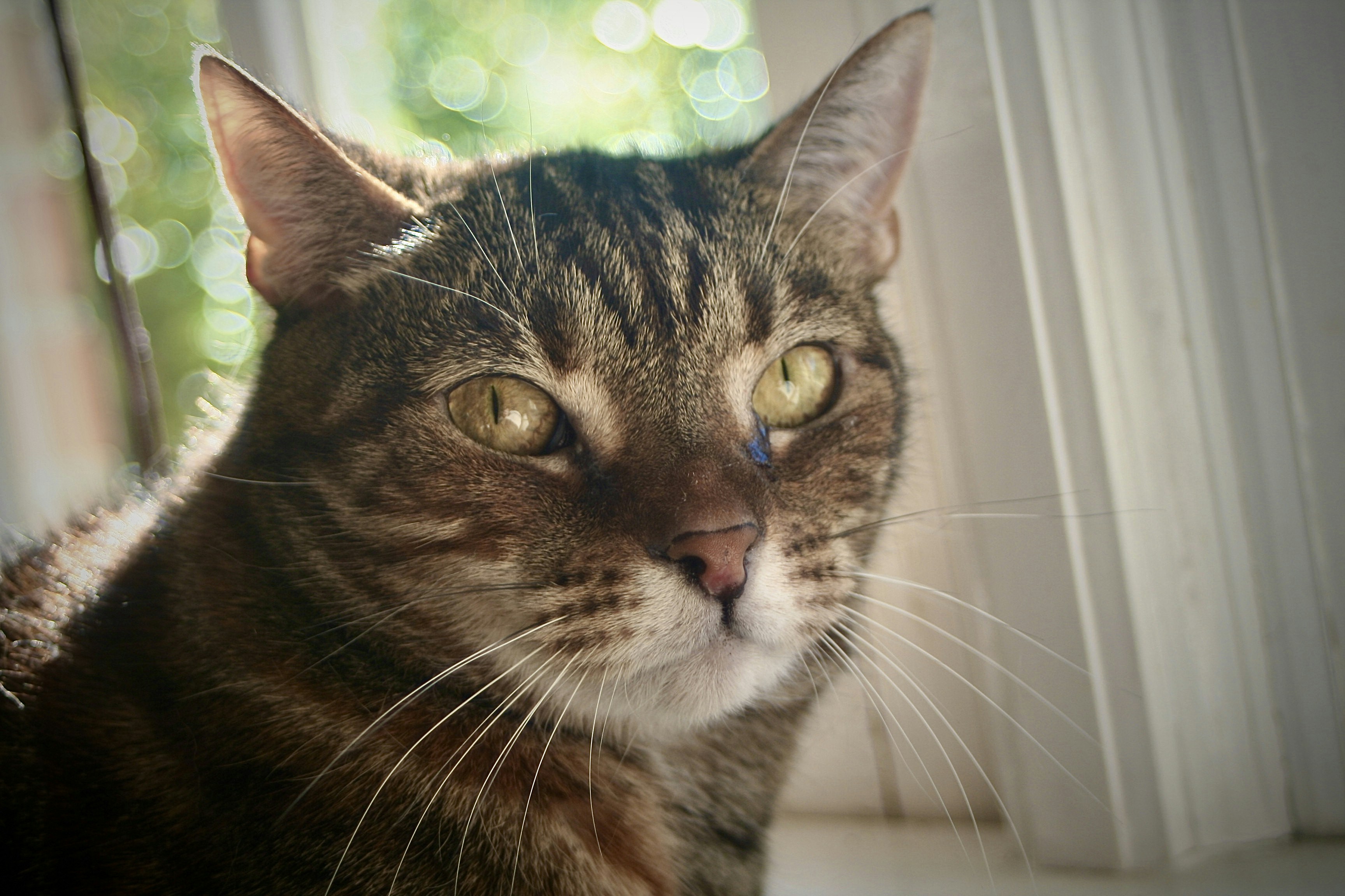 A tabby cat sits near a window