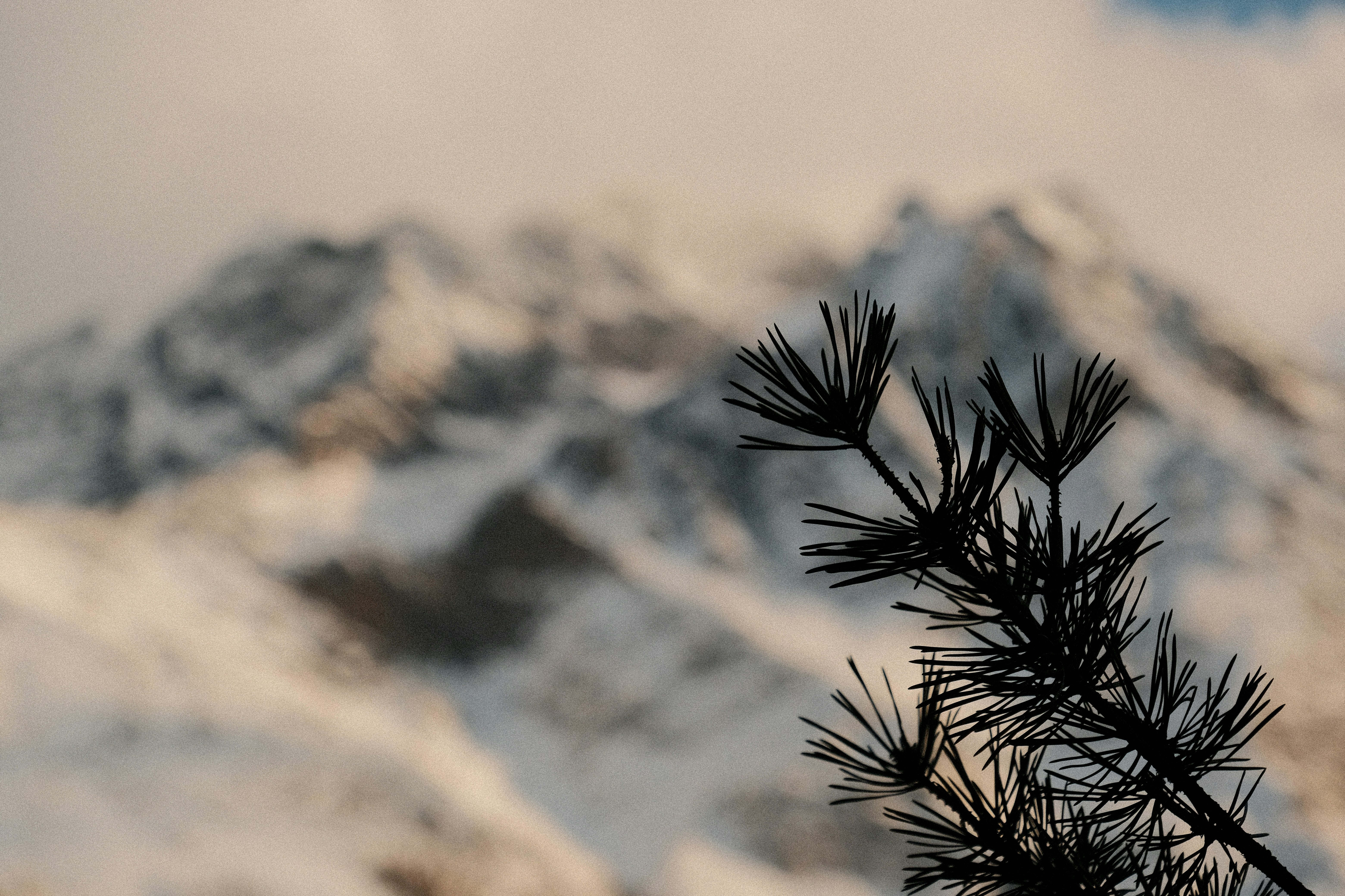 Kiefernnadeln vor einem verschneiten Berggipfel.