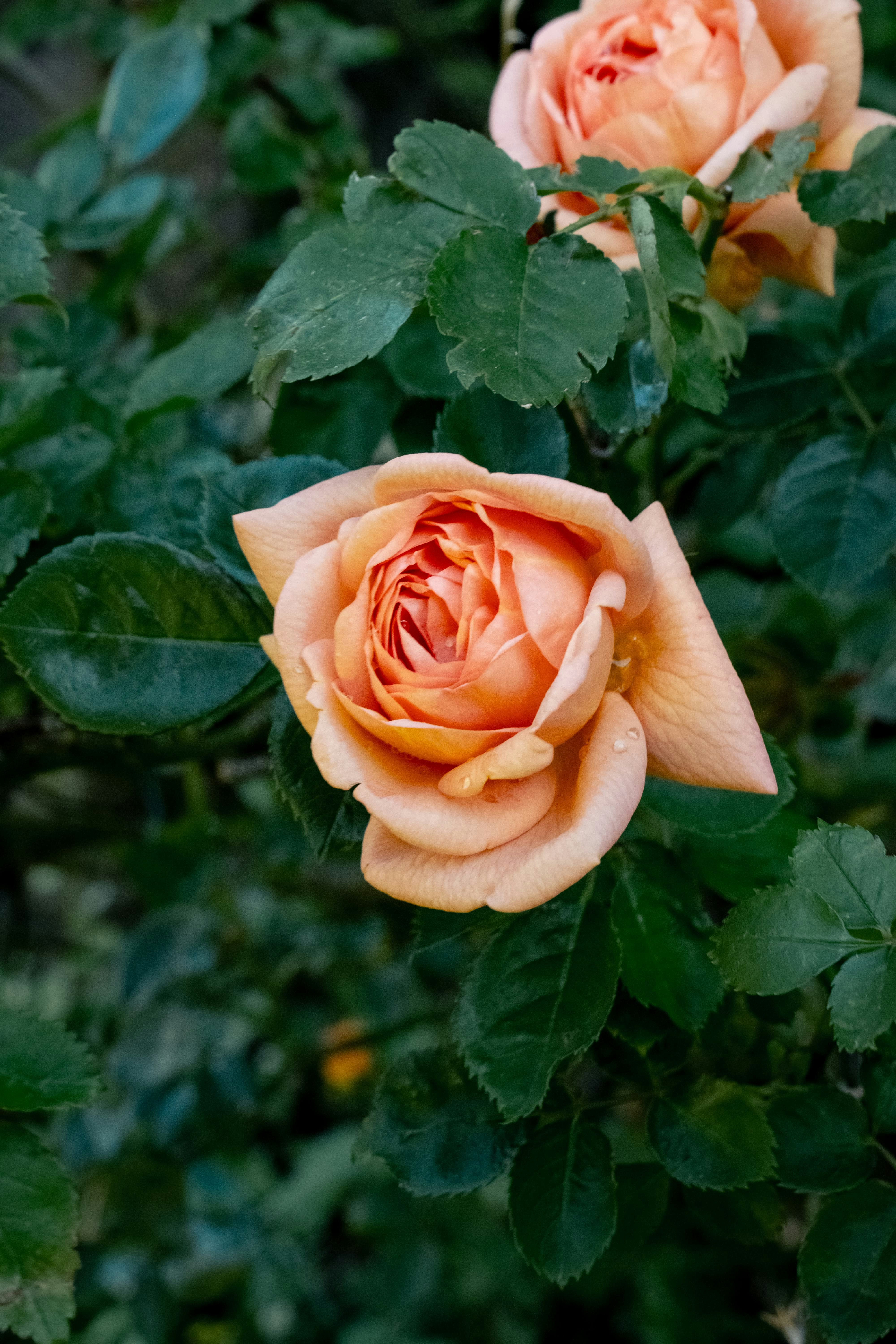 Photo by markusmckay