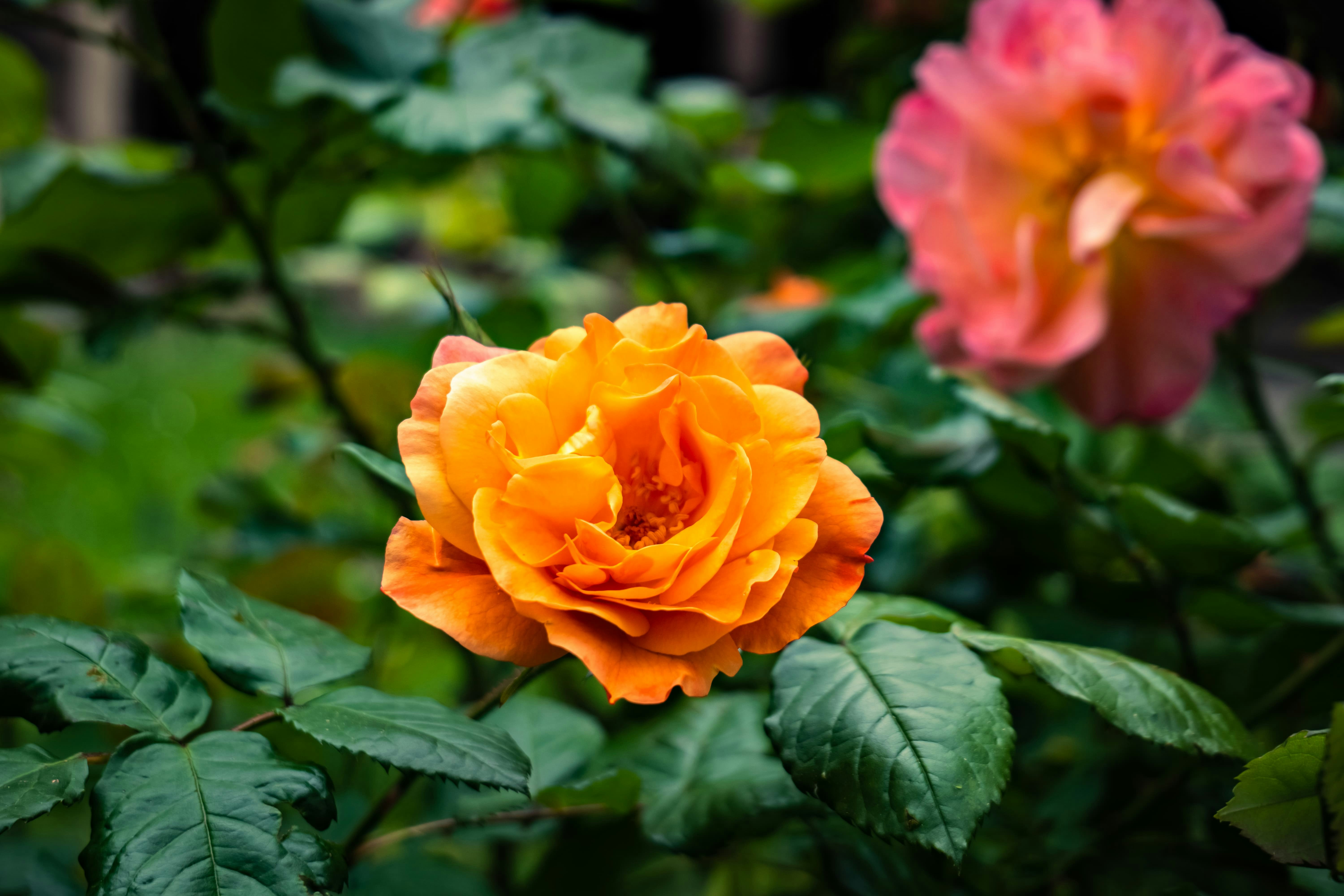 Photo by markusmckay