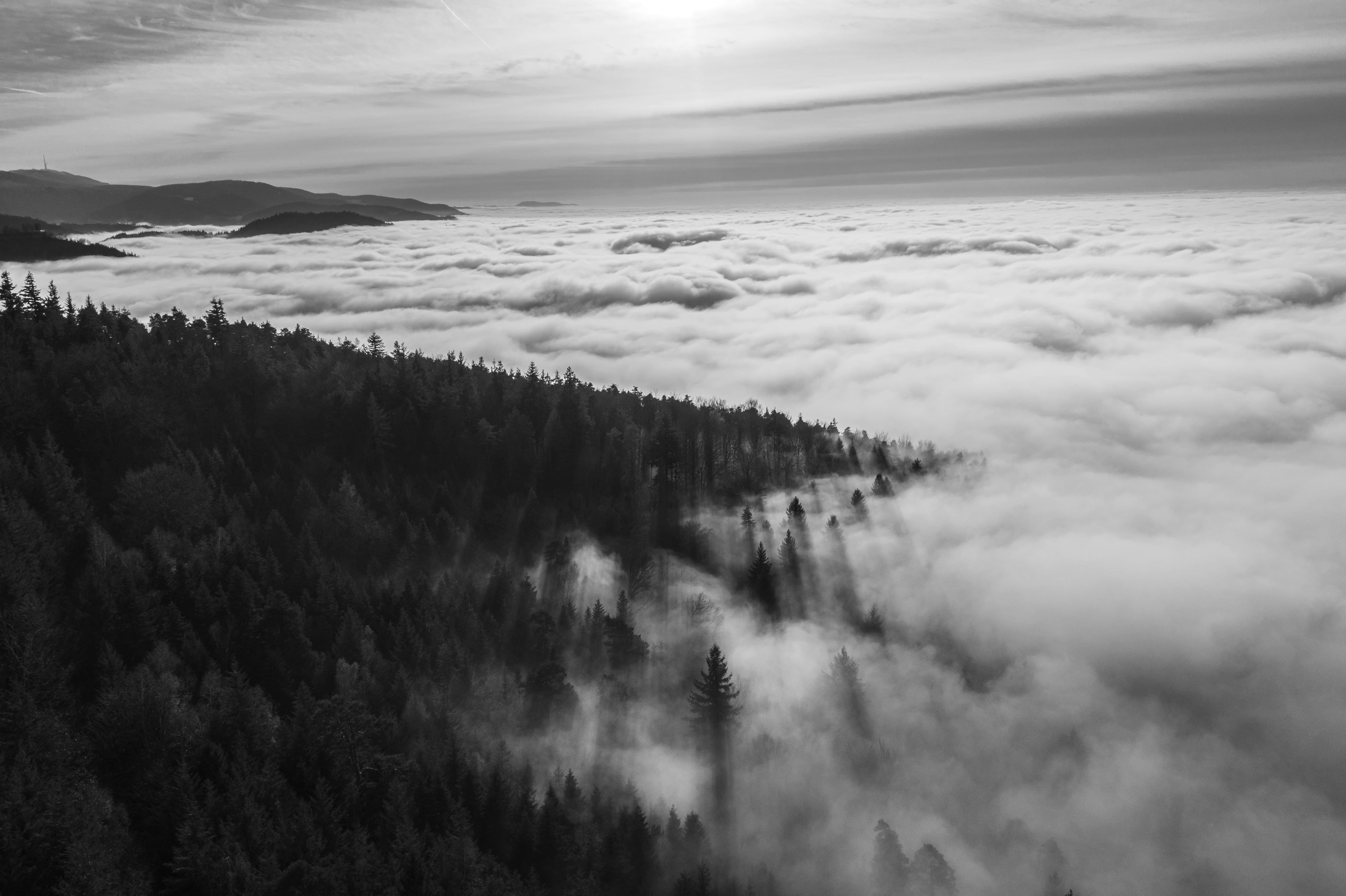 Forest on a misty mountain above clouds