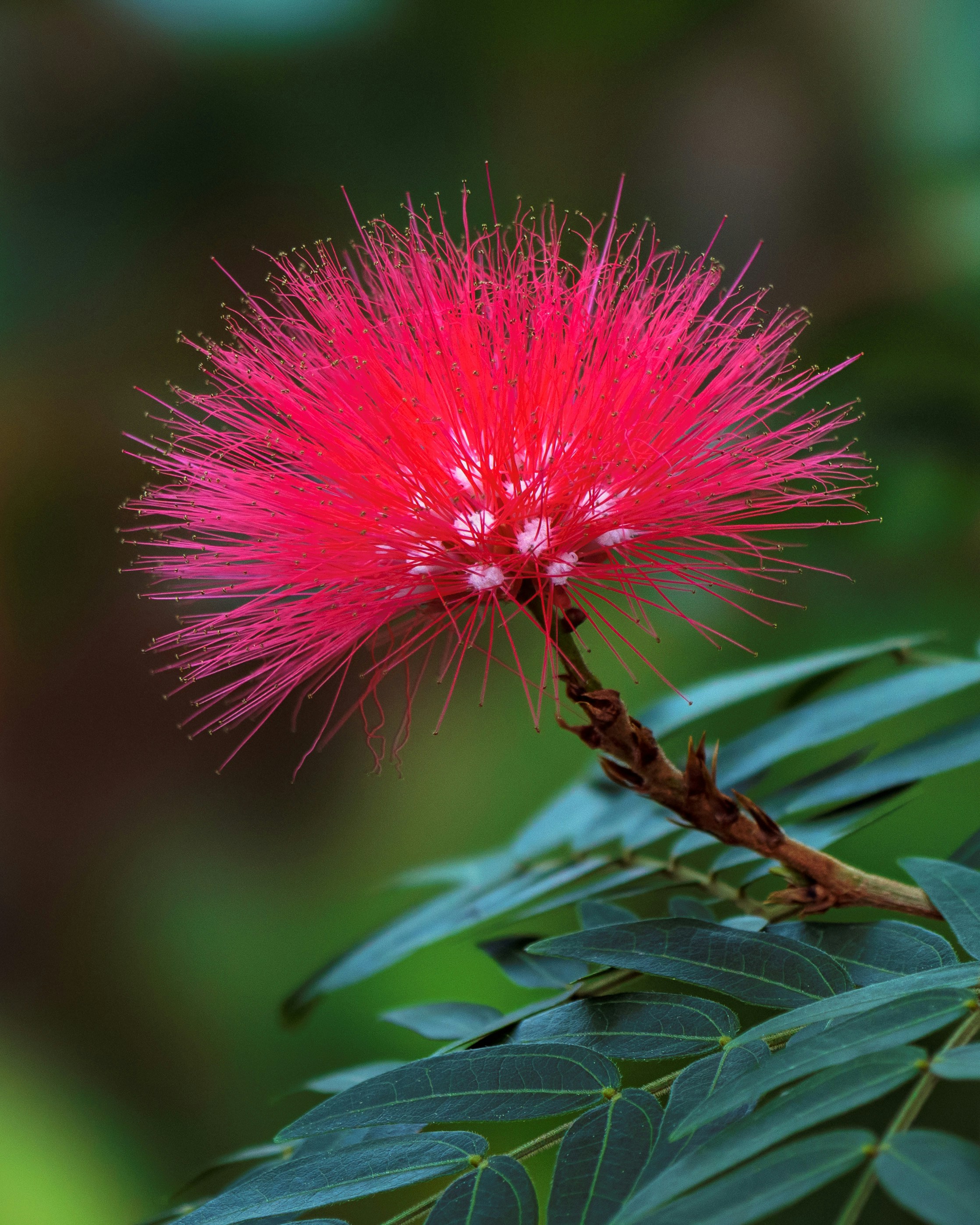 Une fleur poudreuse rose éclatante fleurit sur une branche.