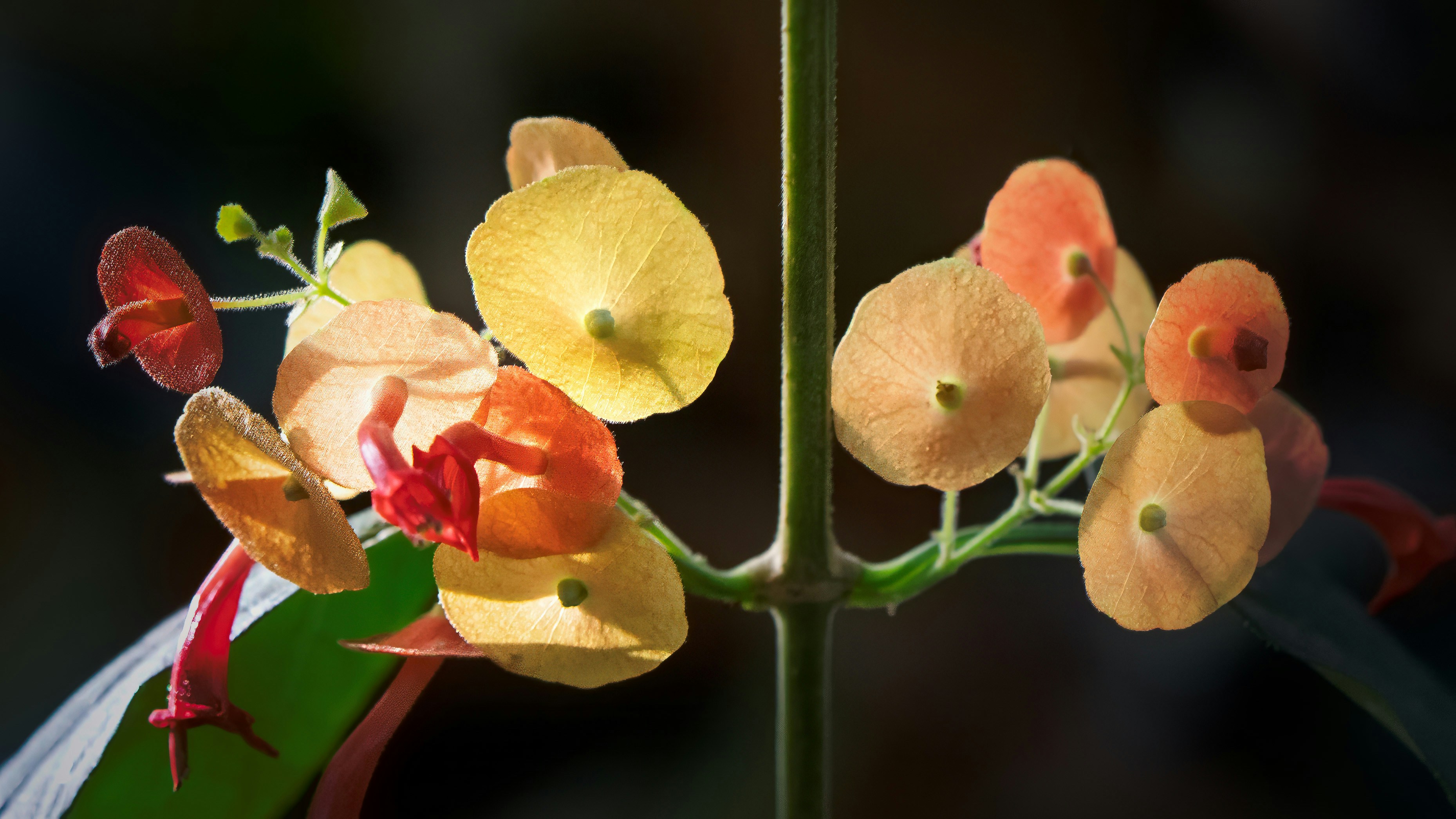 Fleurs délicates orange et rouges sur une tige verte