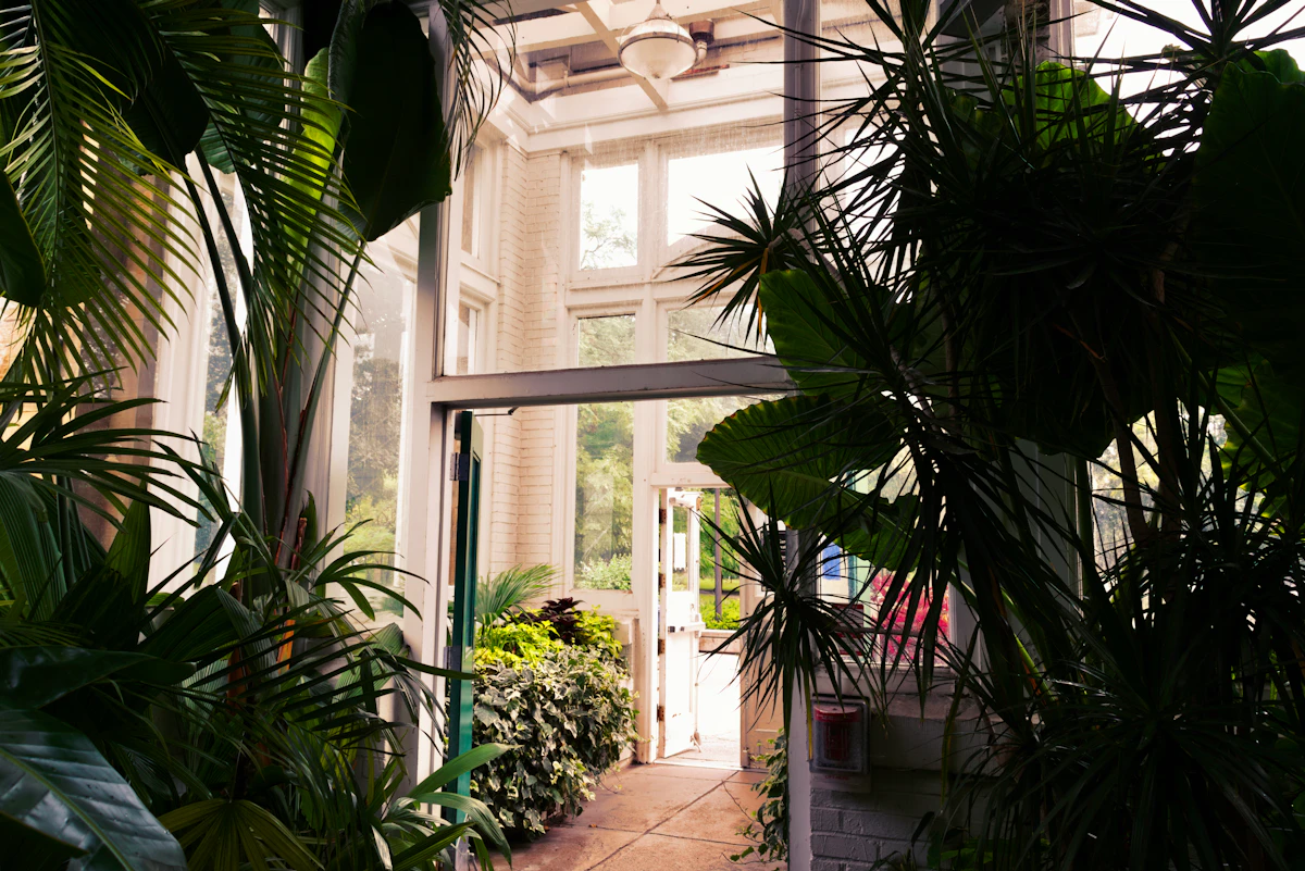 Representative collection of indoor green plants in a bright sunroom