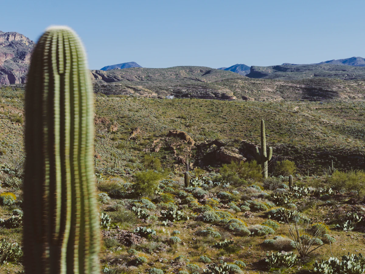 A saguaro in the Sonoran Desert with mountains behind
